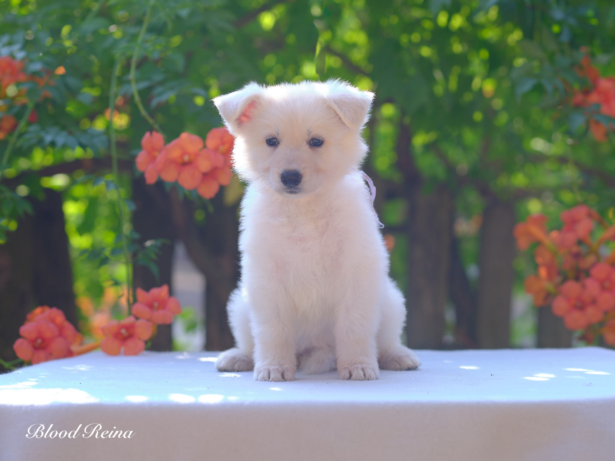 Berger Blanc Suisse Bouches-du-Rhône, élevage Bloodreina — photo 1