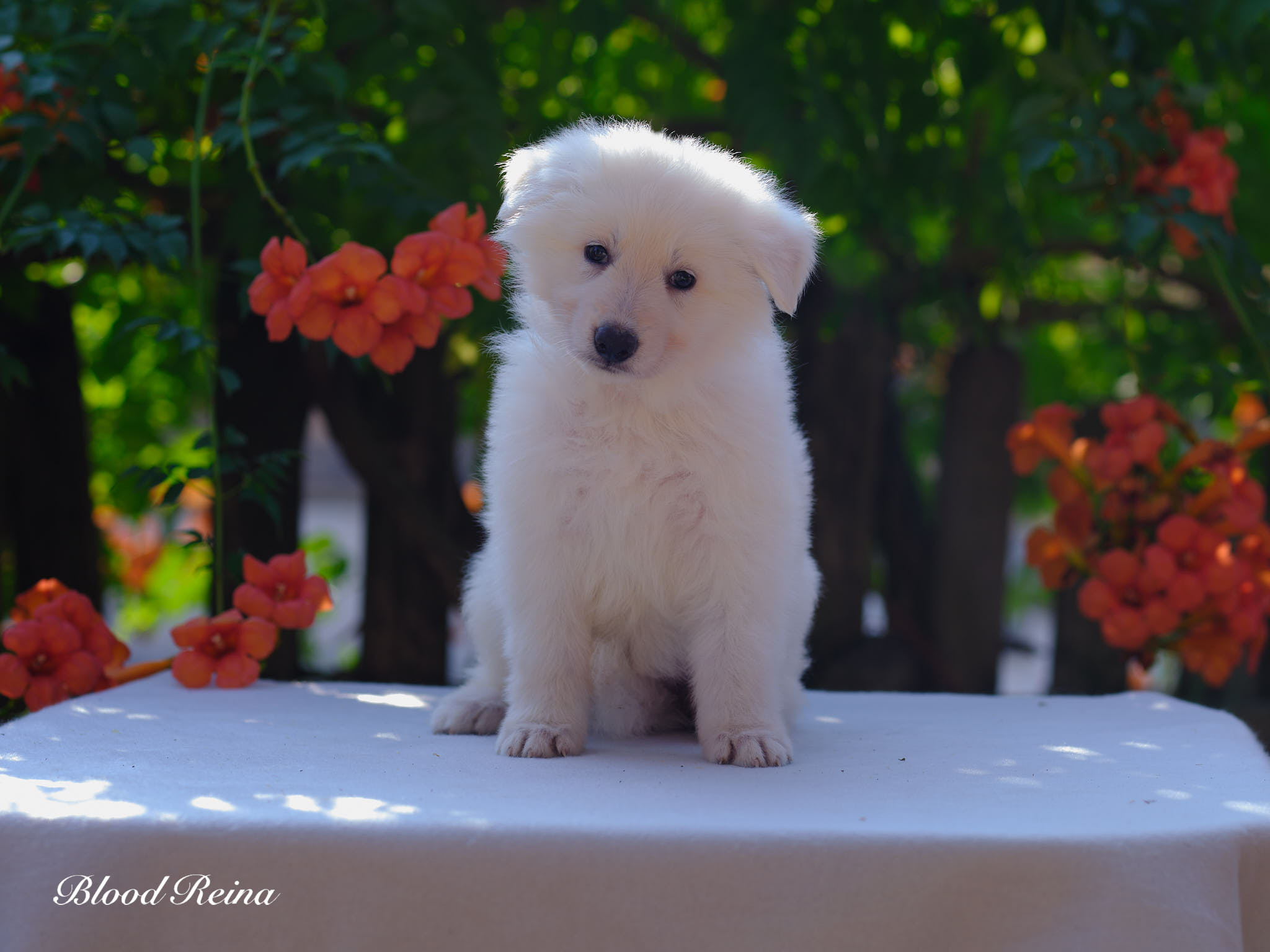 Berger Blanc Suisse Loir-et-Cher, élevage Bloodreina — photo 2