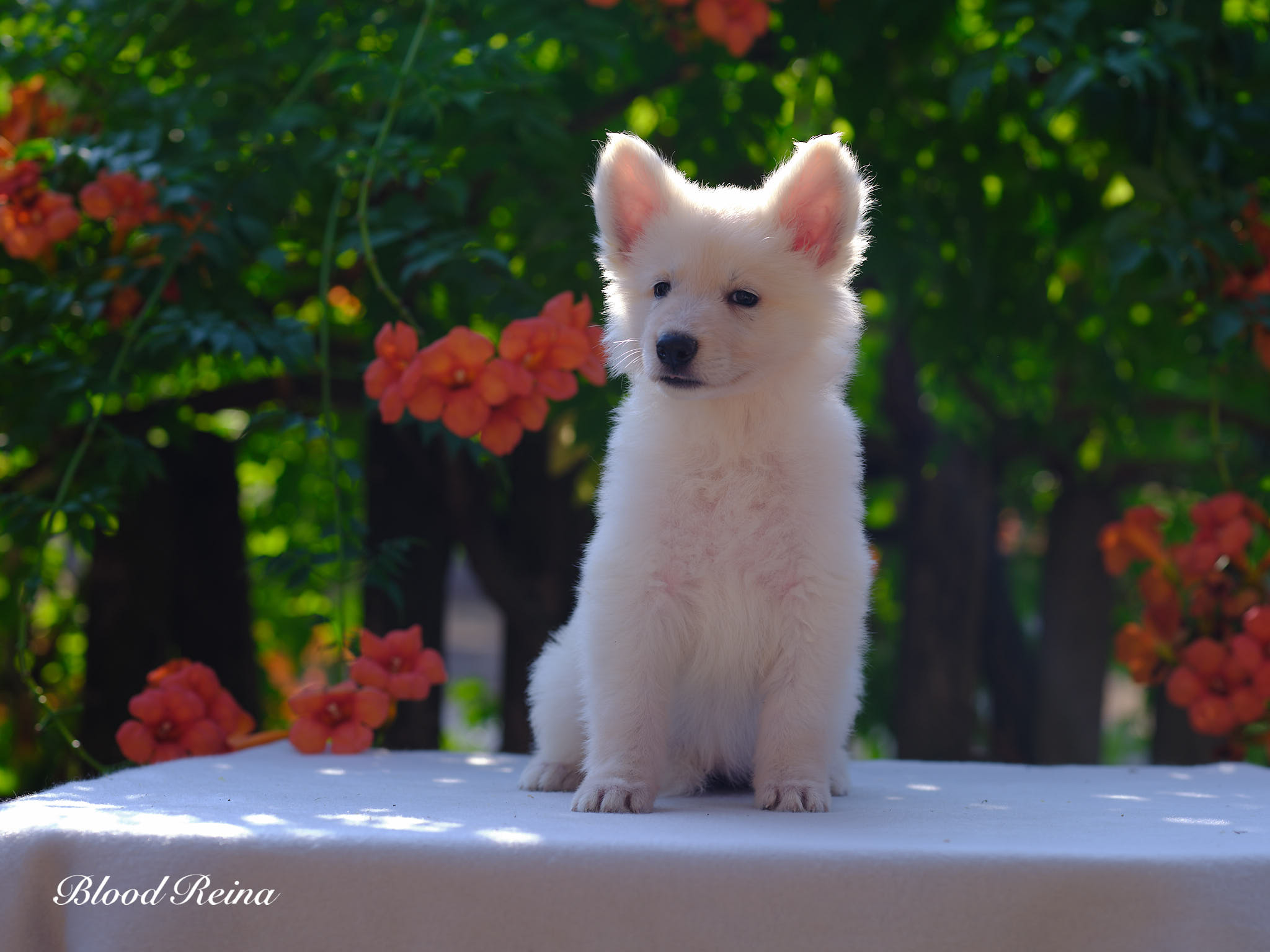 Berger Blanc Suisse — La giardiose chez le Berger Blanc Suisse : guide complet