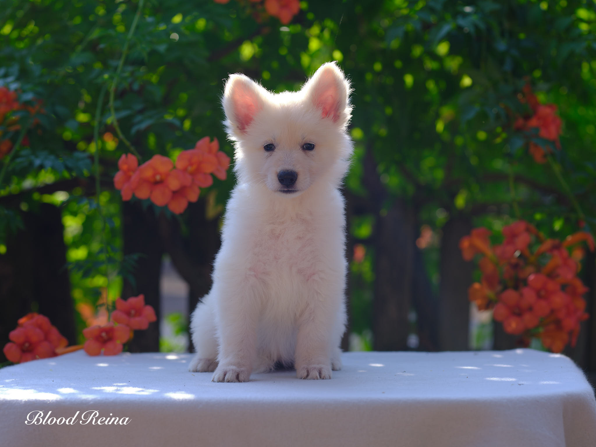 Berger Blanc Suisse Loire-Atlantique, élevage Bloodreina — photo 3