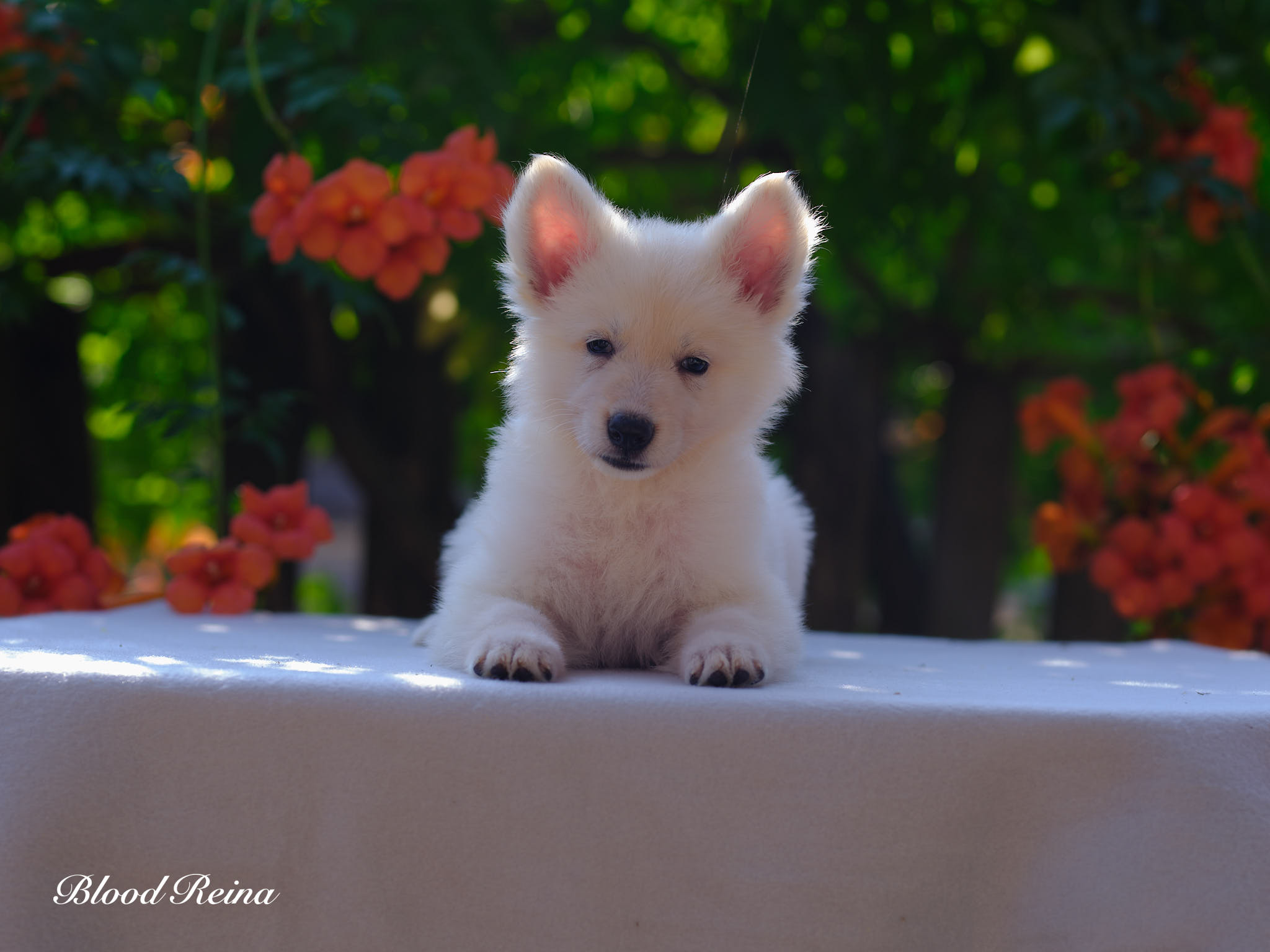 Berger Blanc Suisse Landes, élevage Bloodreina