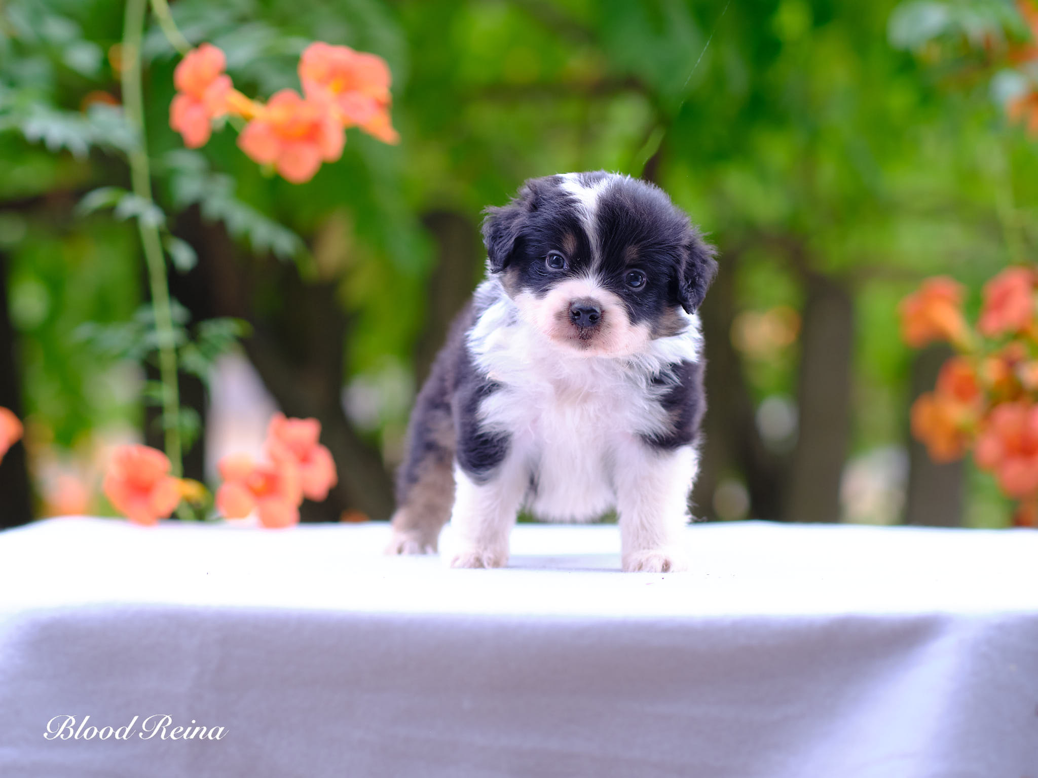 Berger Américain Miniature chiot en pose en extérieur — élevage Bloodreina