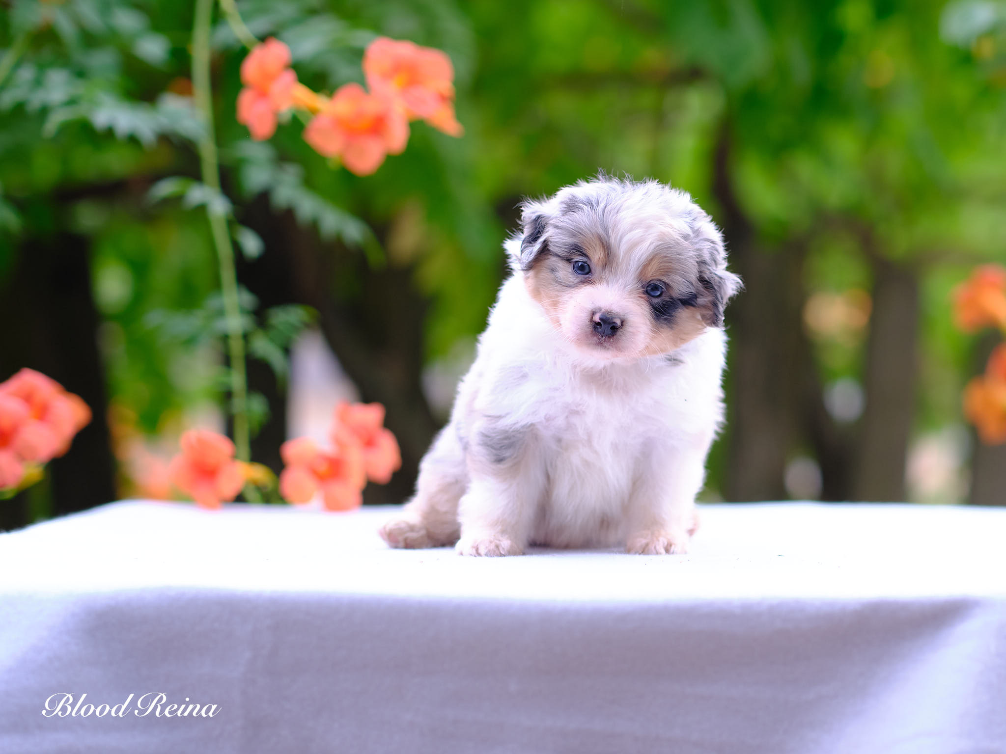 Berger Américain Miniature chiot portrait en extérieur — élevage Bloodreina