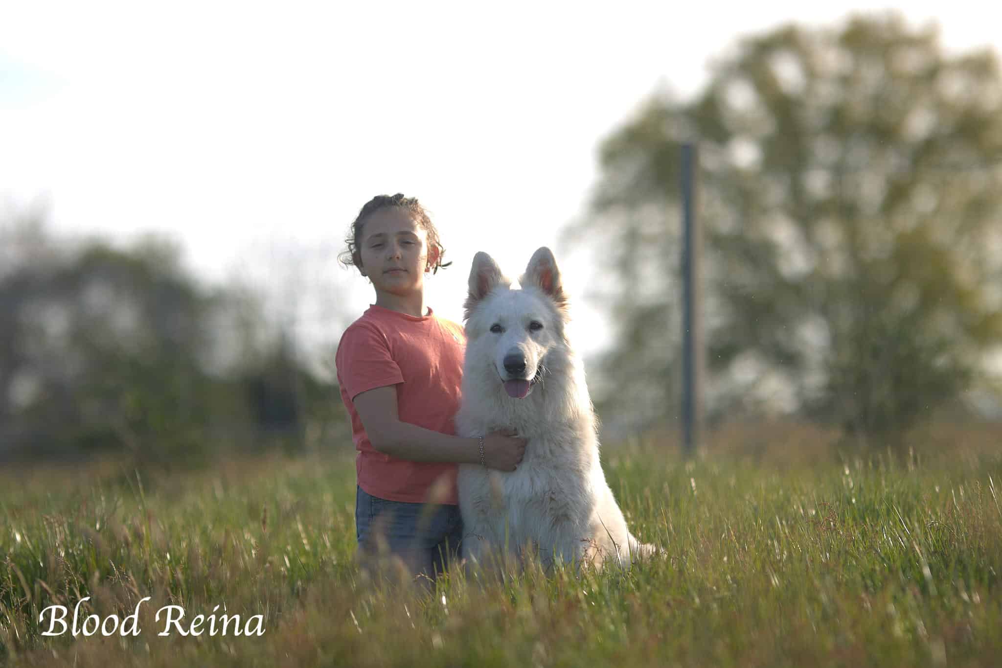 SKY — étalon Berger Blanc Suisse