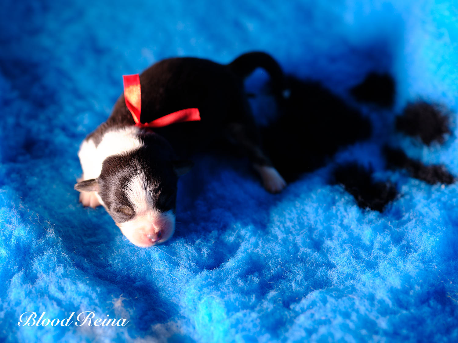 Berger Américain Miniature chiot en pose — élevage Bloodreina
