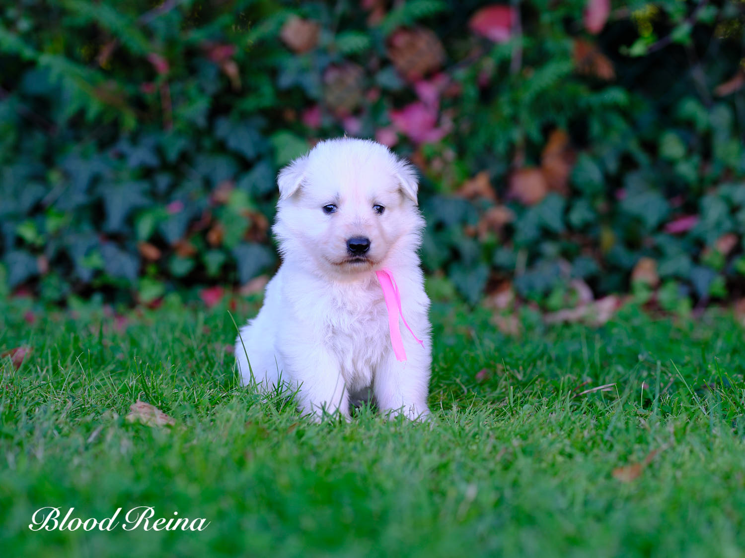 Berger Blanc Suisse Hauts-de-Seine, élevage Bloodreina — photo 2