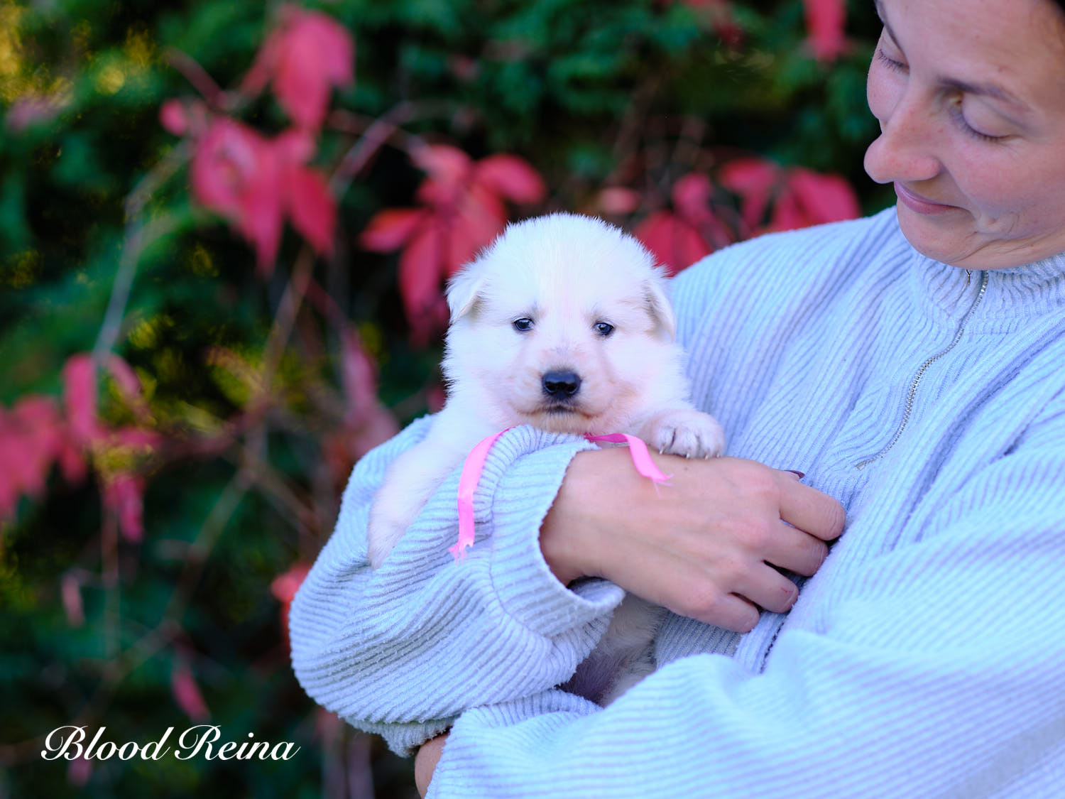 Berger Blanc Suisse — La dysplasie de la hanche et du coude chez le Berger Blanc Suisse