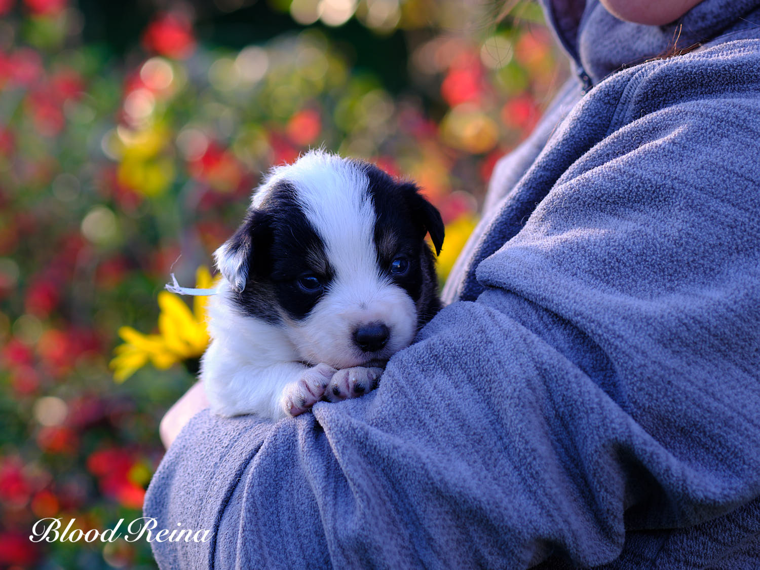 Berger Américain Miniature chiot portrait en extérieur — élevage Bloodreina