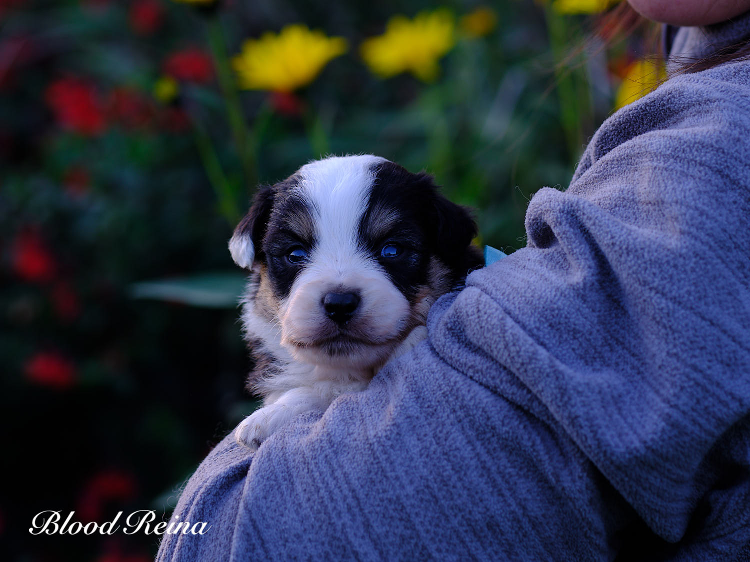 Berger Blanc Suisse Pays de la Loire, élevage Bloodreina — photo 2