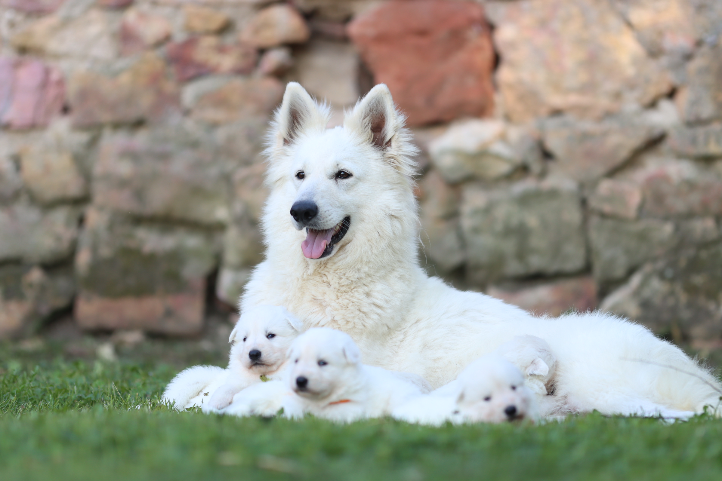Berger Blanc Suisse en extérieur — élevage Bloodreina
