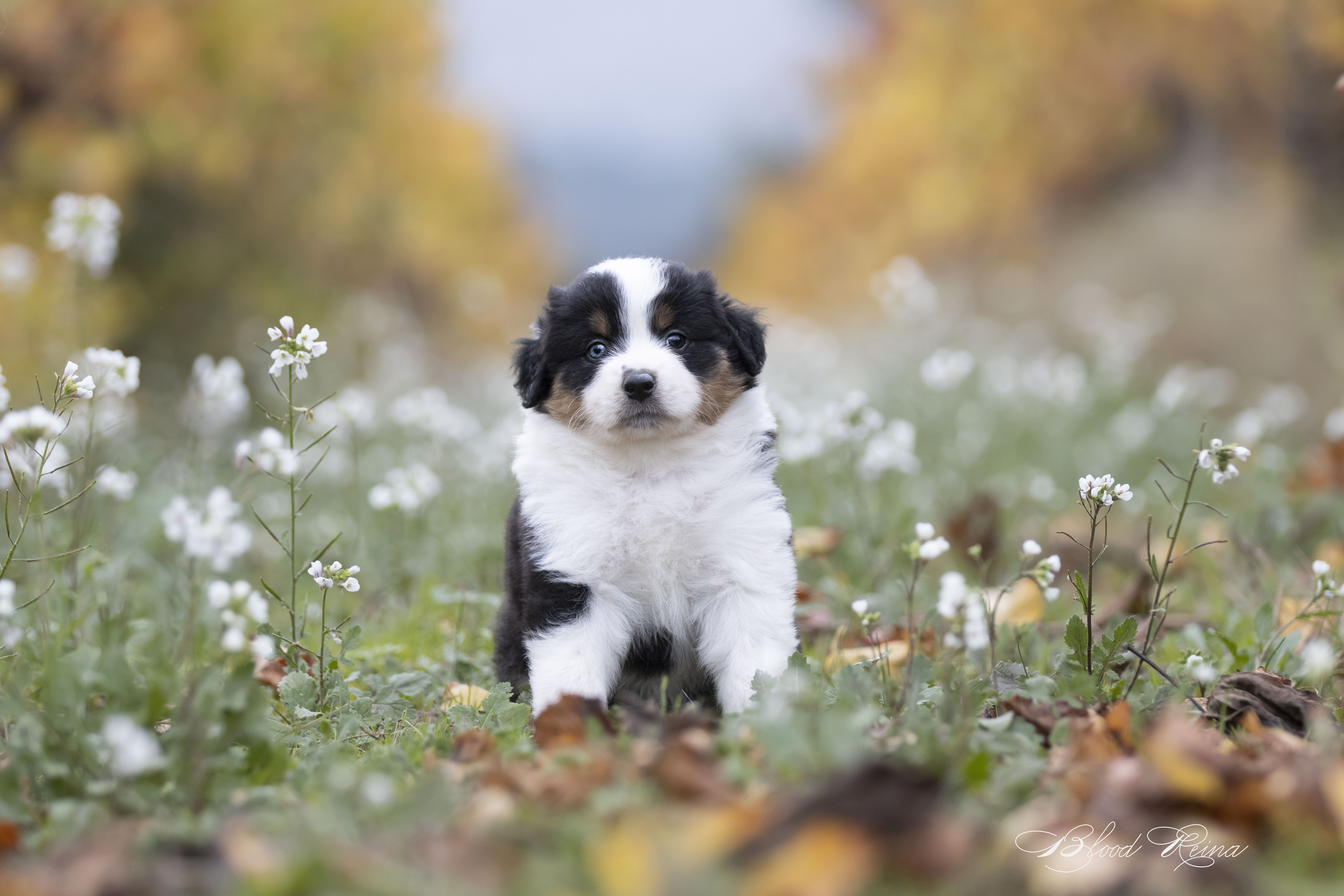 Berger Américain Miniature — Métiers canins avec le Berger Américain Miniature : comprendre les réalités
