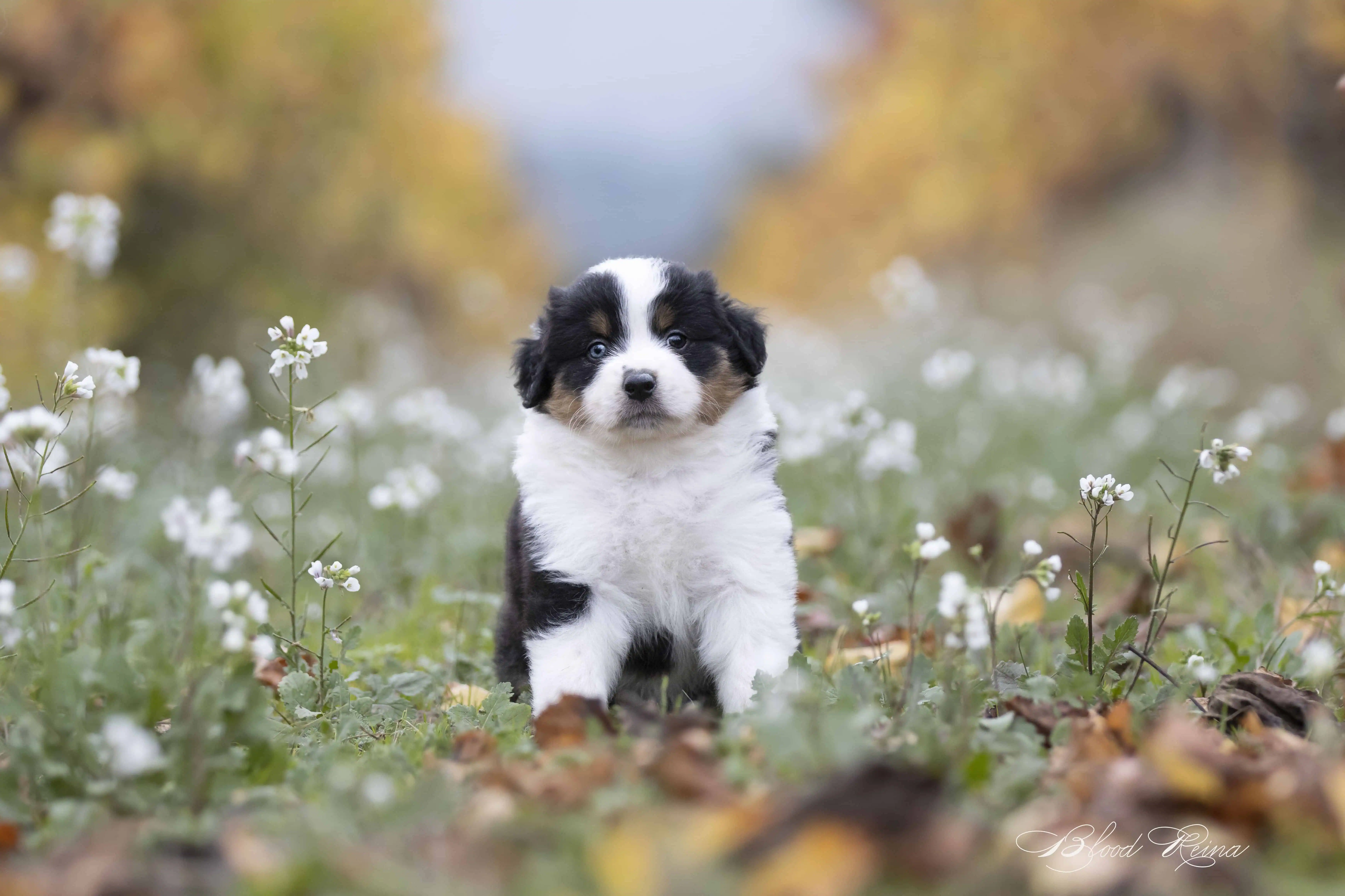 Berger Américain Miniature chiot portrait en extérieur — élevage Bloodreina