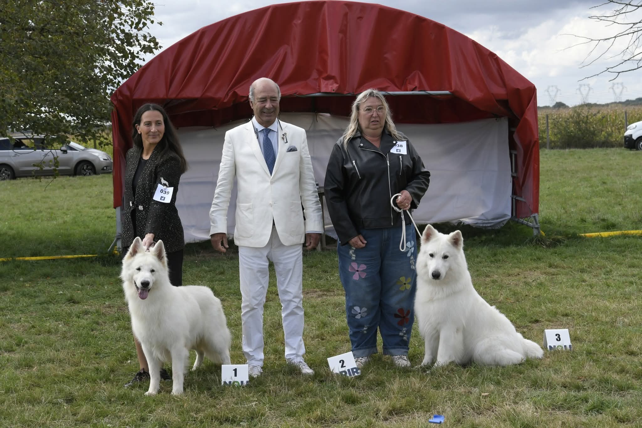 Berger Blanc Suisse Aquitaine, élevage Bloodreina — photo 3