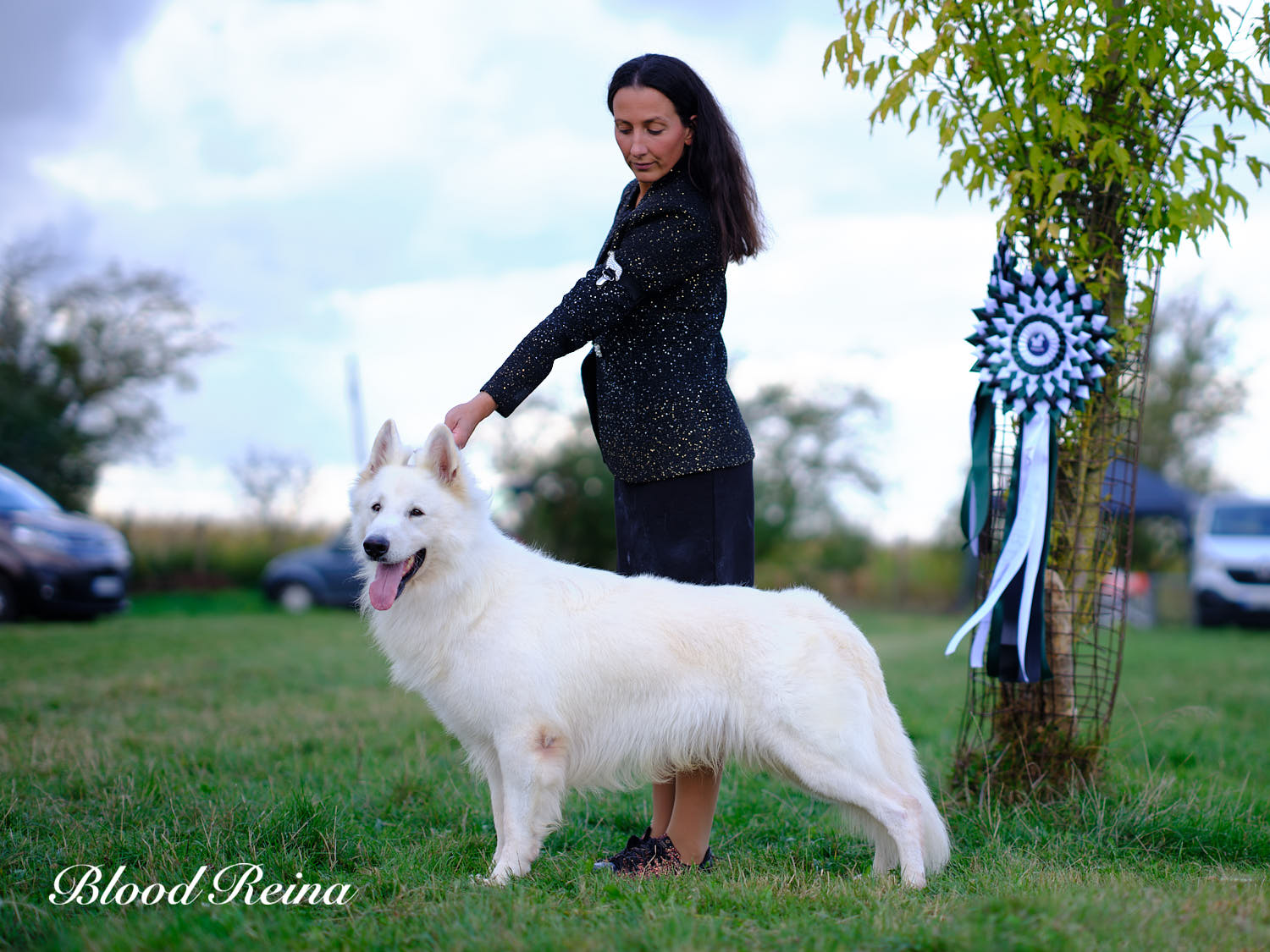 Berger Blanc Suisse Loir-et-Cher, élevage Bloodreina — photo 3
