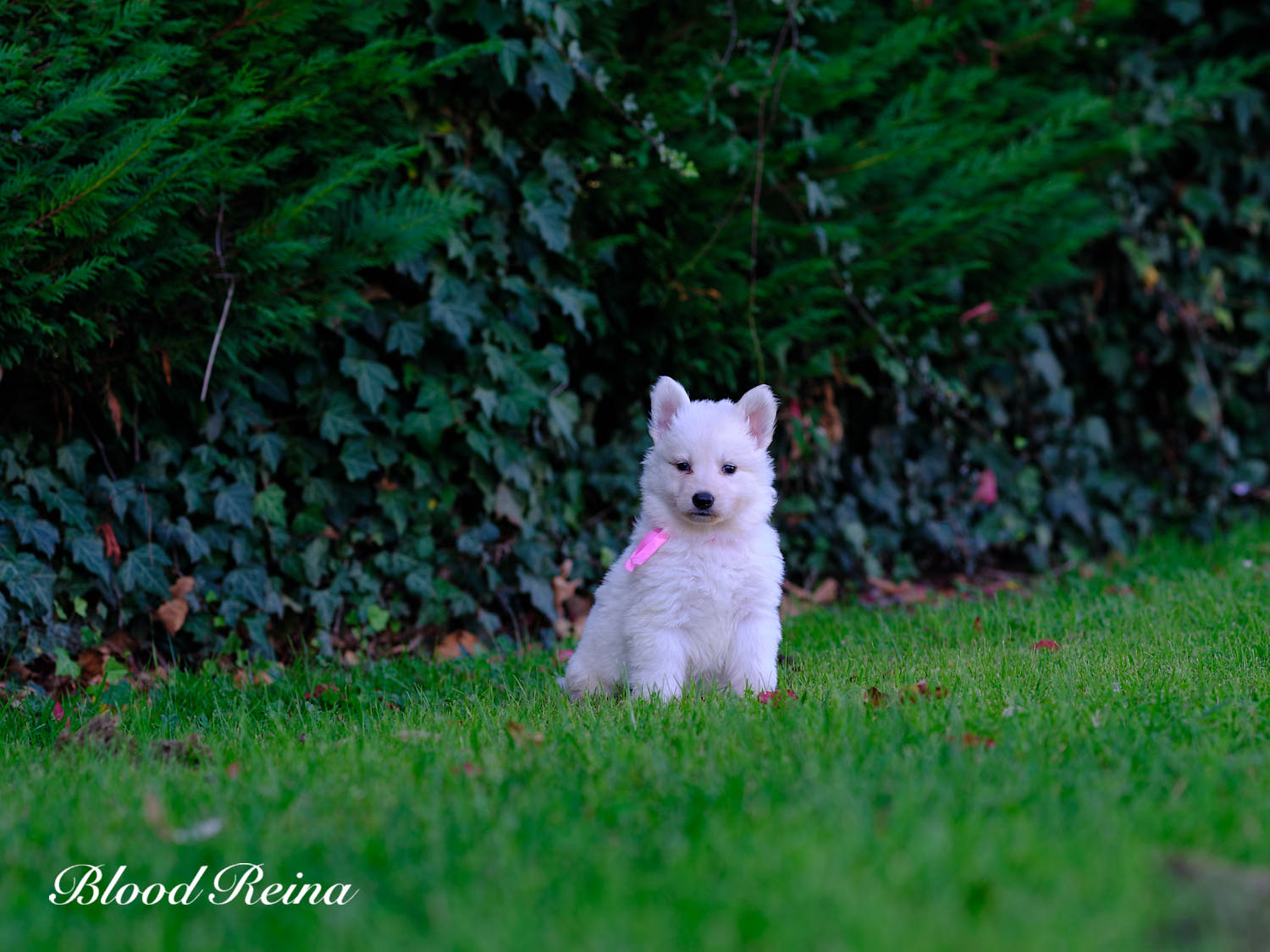 Berger Blanc Suisse Deux-Sèvres, élevage Bloodreina