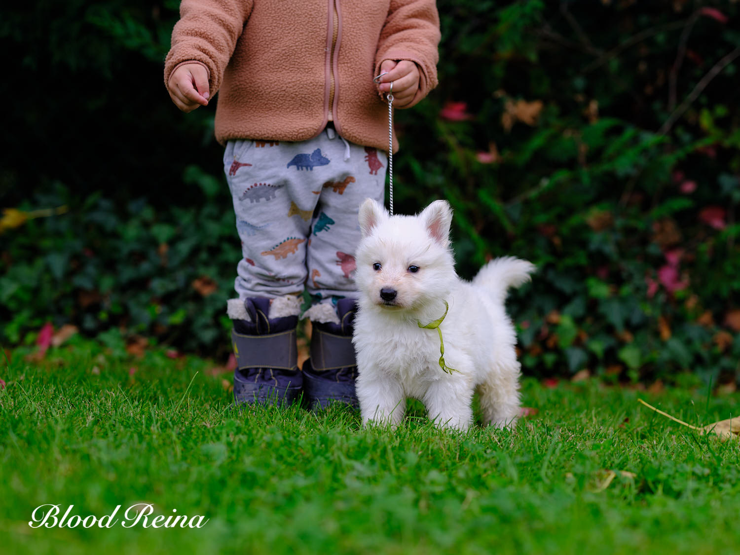Berger Blanc Suisse Vendée, élevage Bloodreina