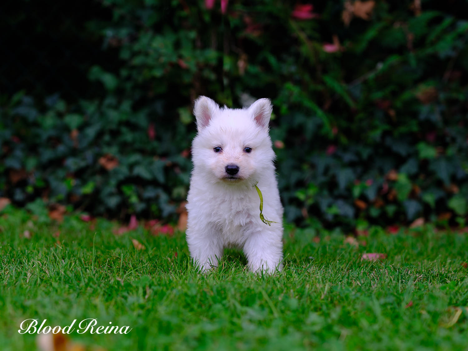 Berger Blanc Suisse Corrèze, élevage Bloodreina