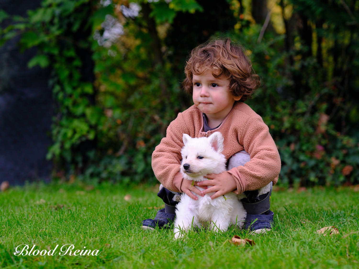 Berger Blanc Suisse Tarn, élevage Bloodreina