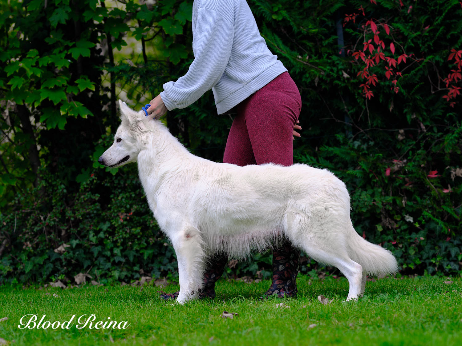 Berger Blanc Suisse adulte en pose en extérieur — élevage Bloodreina
