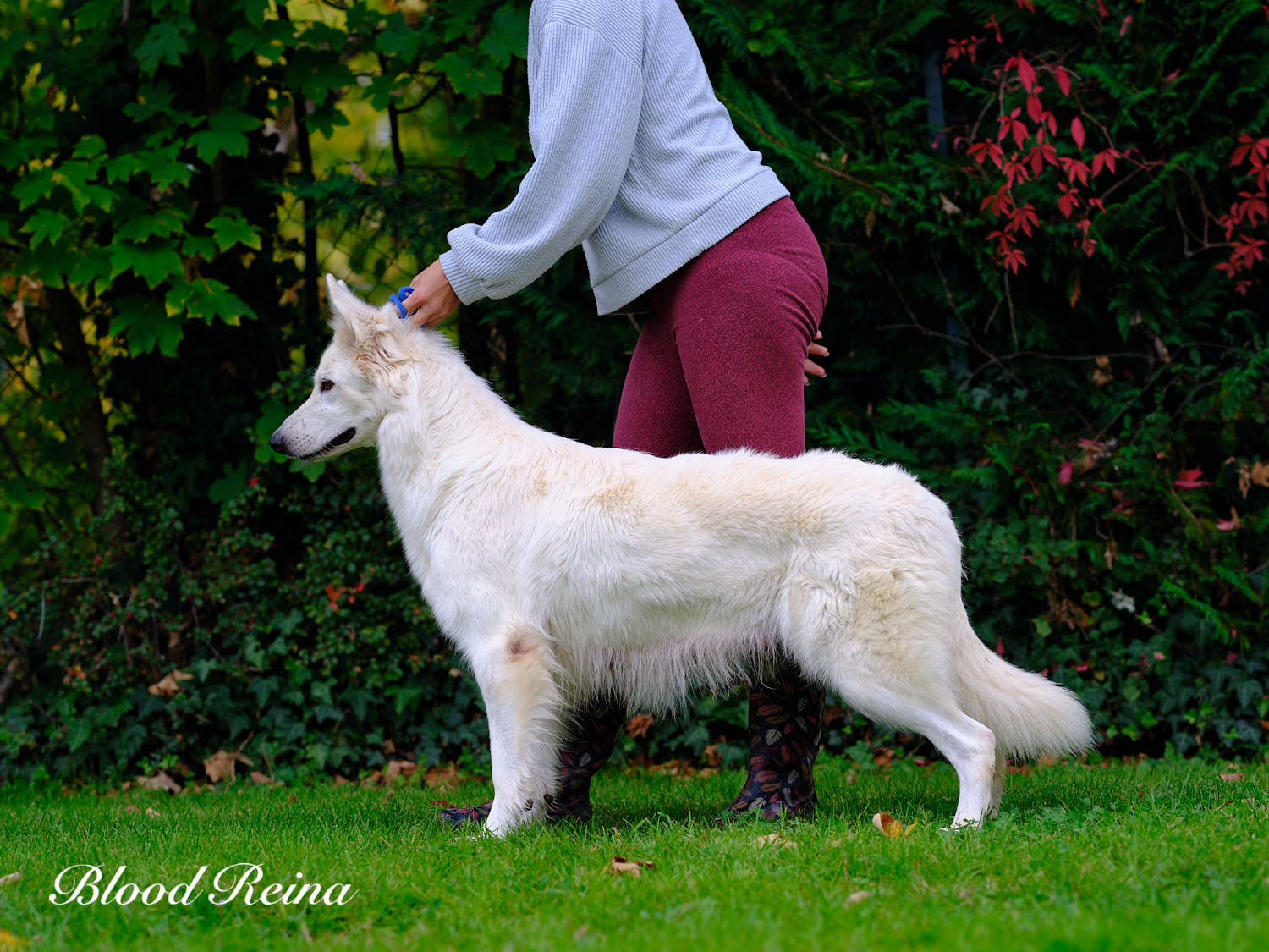 Berger Blanc Suisse Moselle, élevage Bloodreina