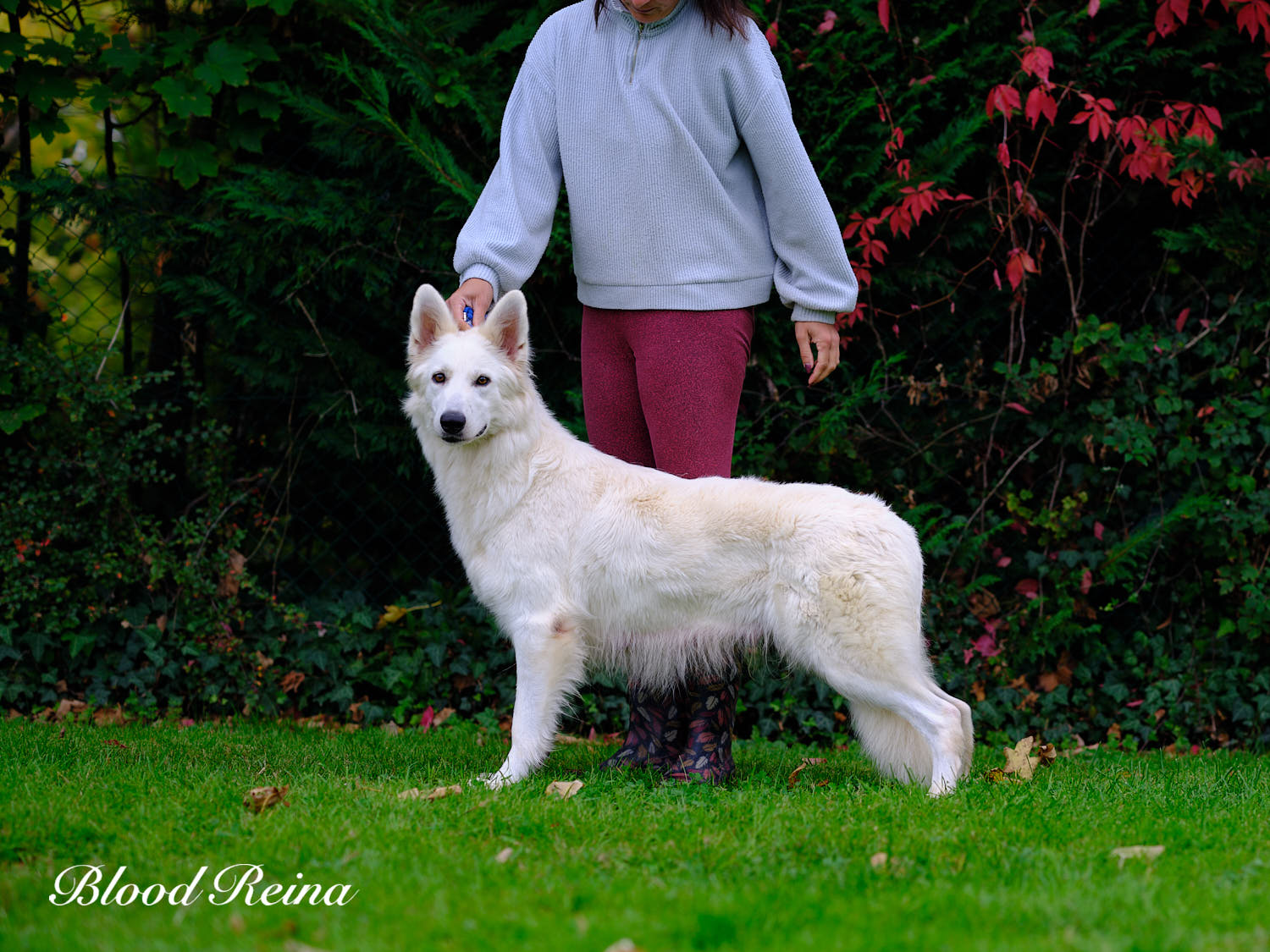 Berger Blanc Suisse — Bloodreina pour Nice