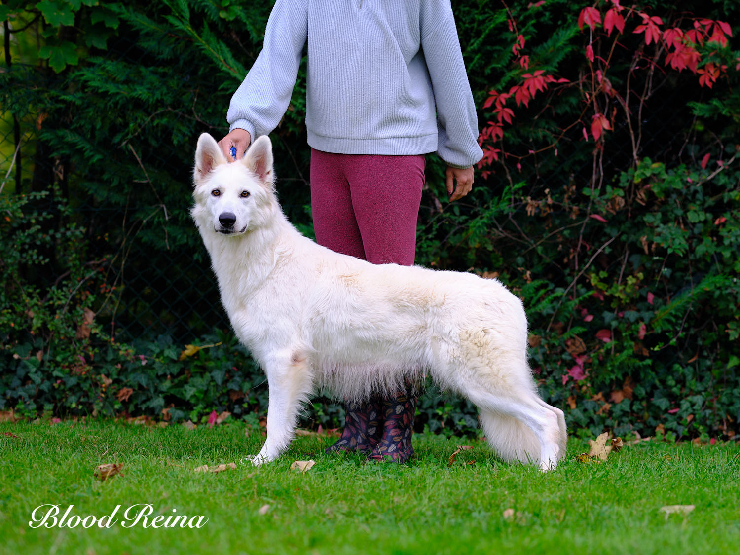 Berger Blanc Suisse Bas-Rhin, élevage Bloodreina — photo 4
