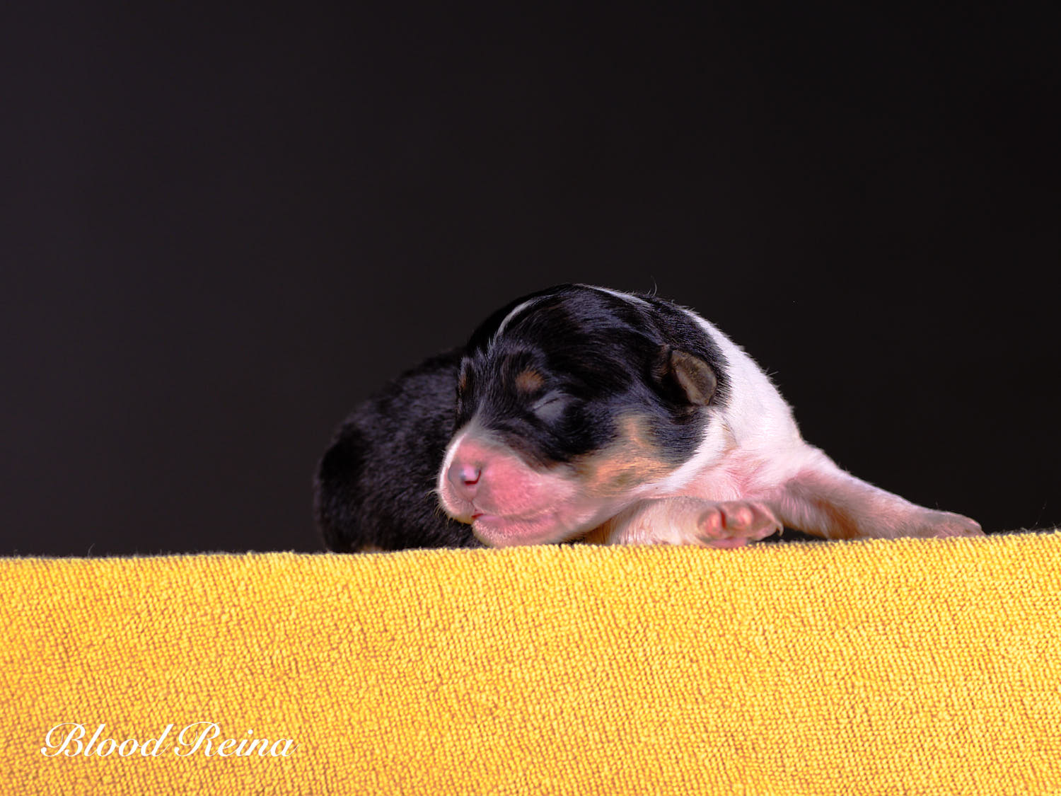 Berger Américain Miniature chiot en pose — élevage Bloodreina