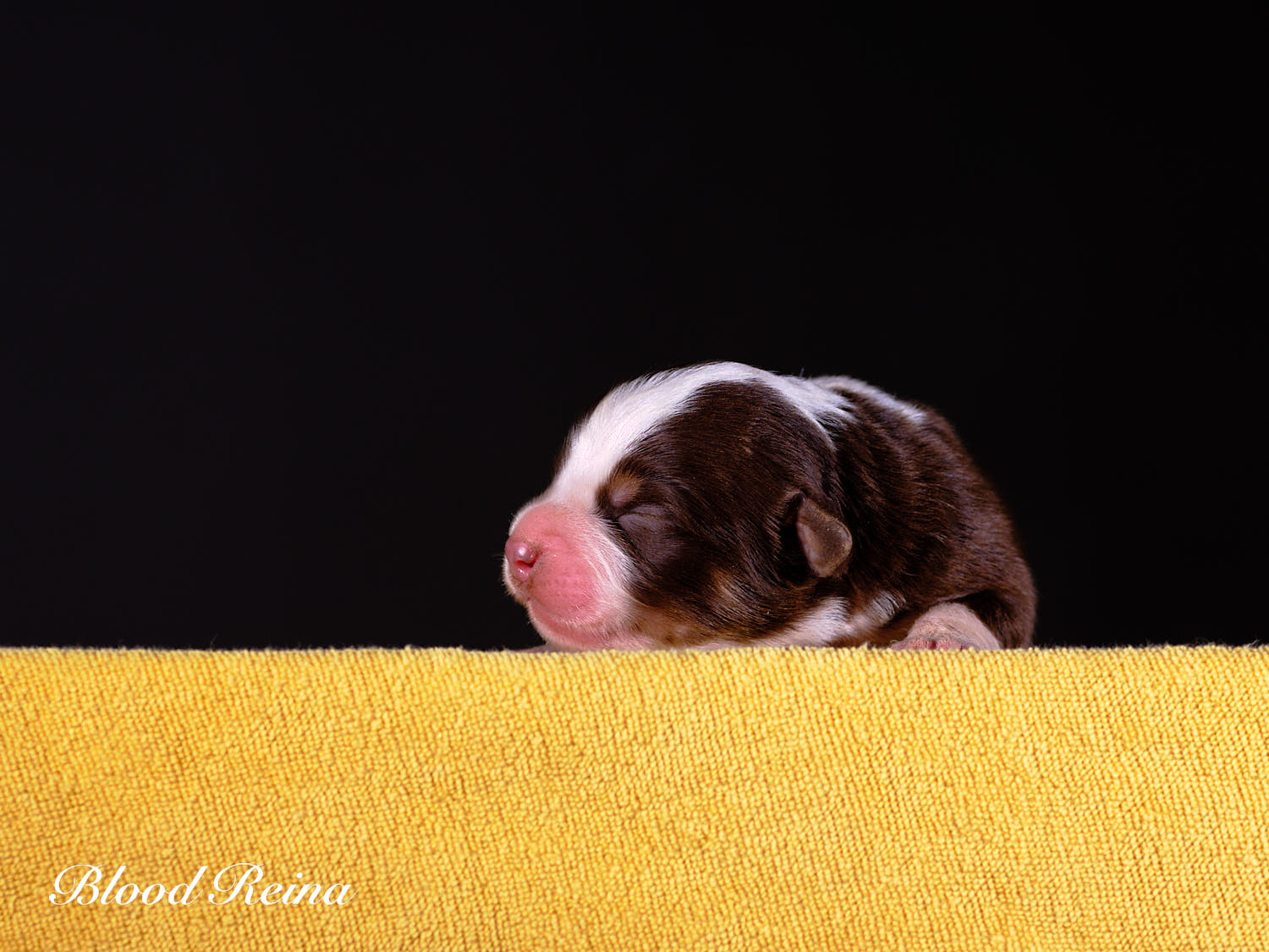 Berger Américain Miniature chiot portrait — élevage Bloodreina