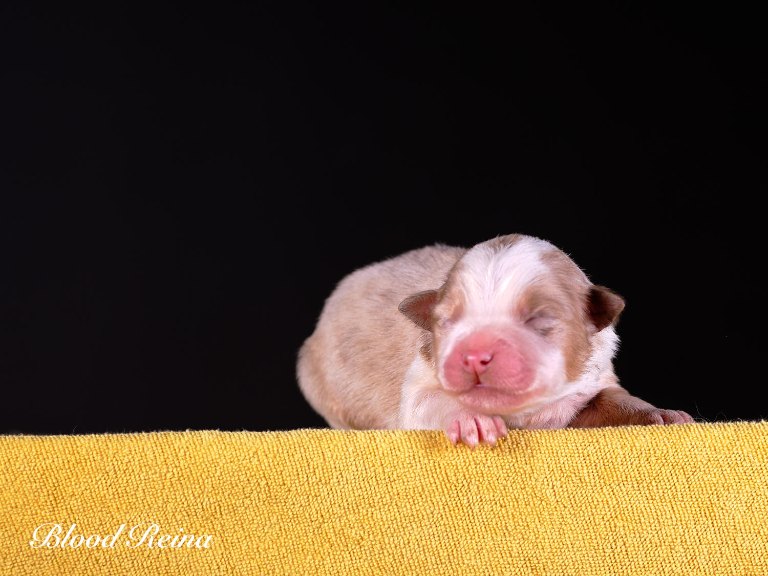 Berger Américain Miniature chiot portrait — élevage Bloodreina