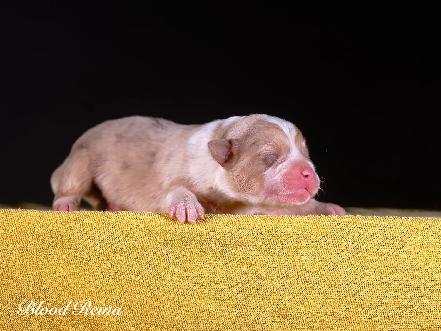 Berger Américain Miniature chiot portrait — élevage Bloodreina