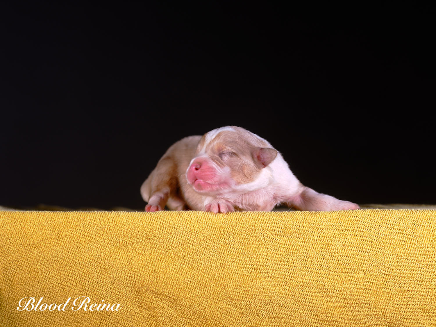 Berger Américain Miniature chiot portrait — élevage Bloodreina