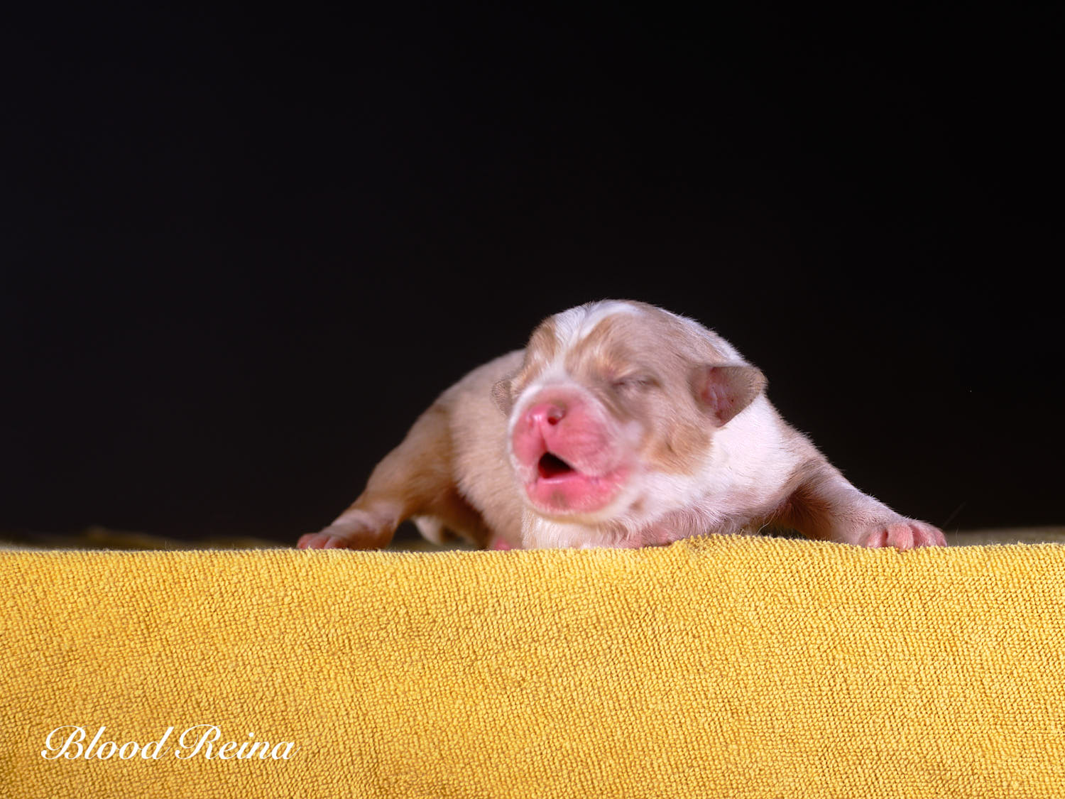 Berger Américain Miniature chiot en pose — élevage Bloodreina