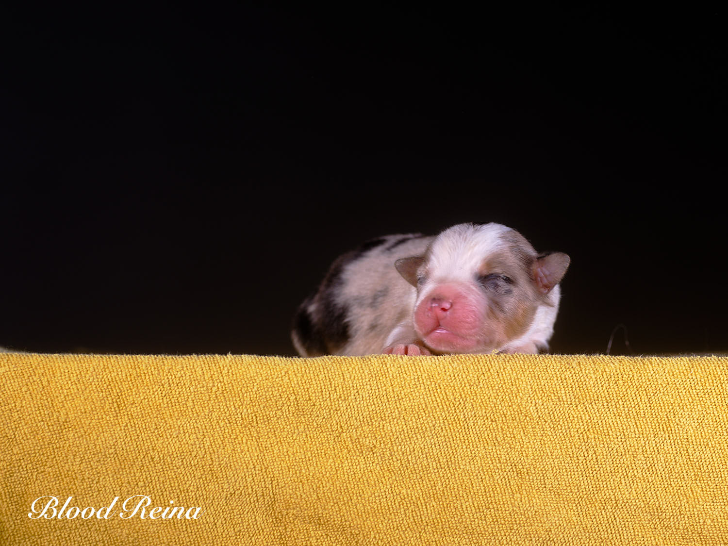 Berger Américain Miniature chiot portrait — élevage Bloodreina