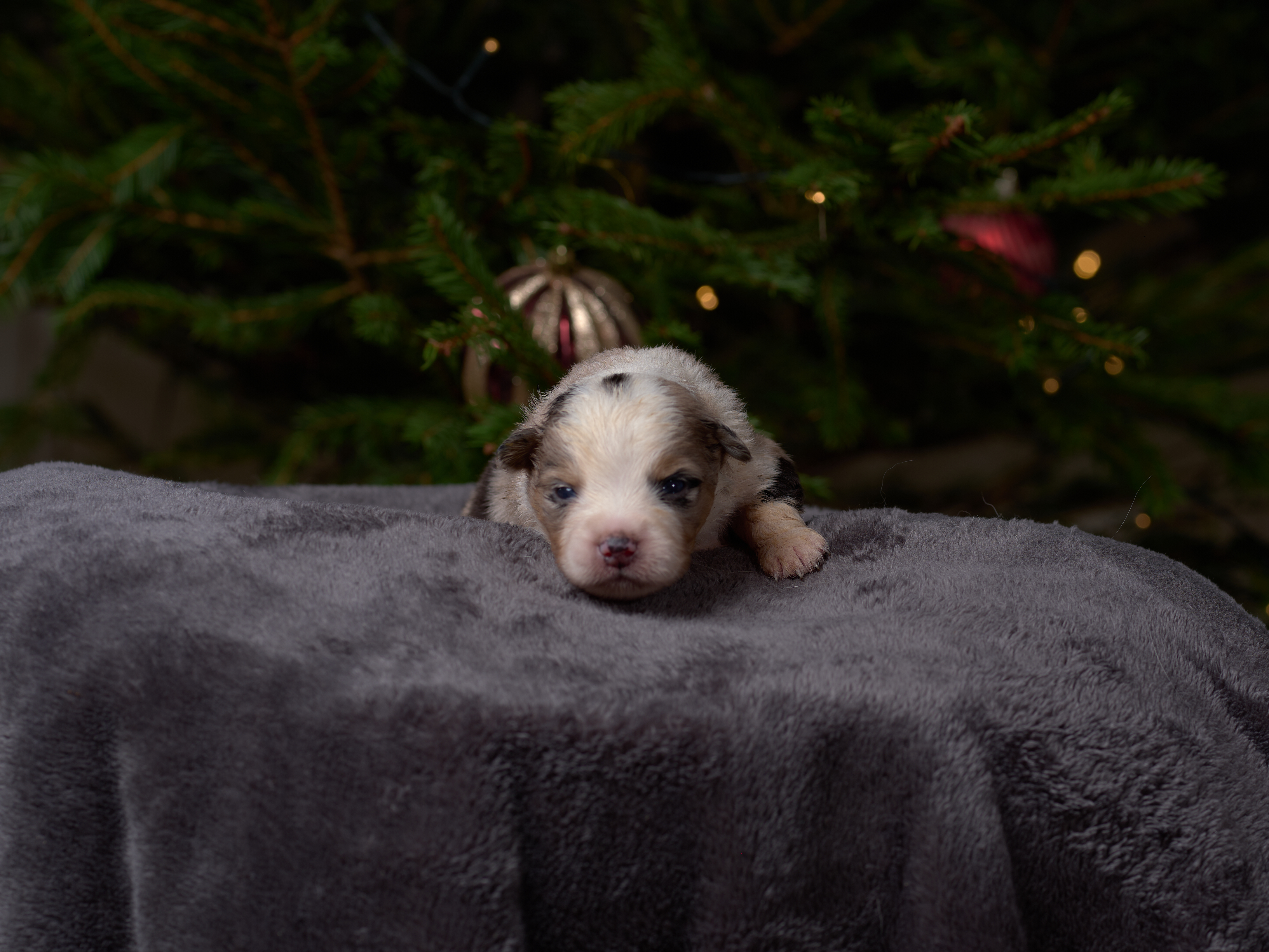 Berger Américain Miniature chiot portrait — élevage Bloodreina