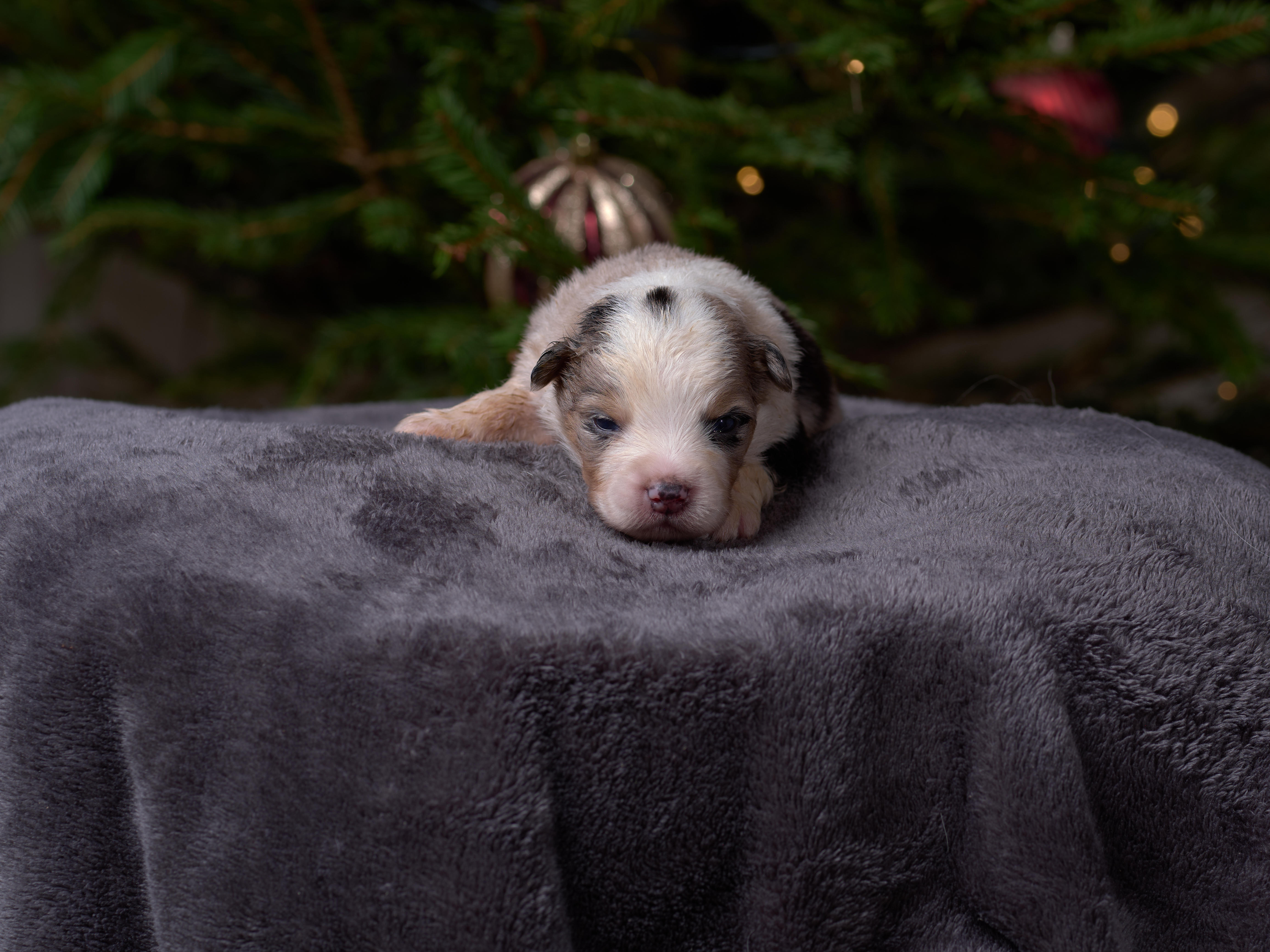 Berger Américain Miniature Finistère, élevage Bloodreina — photo 3