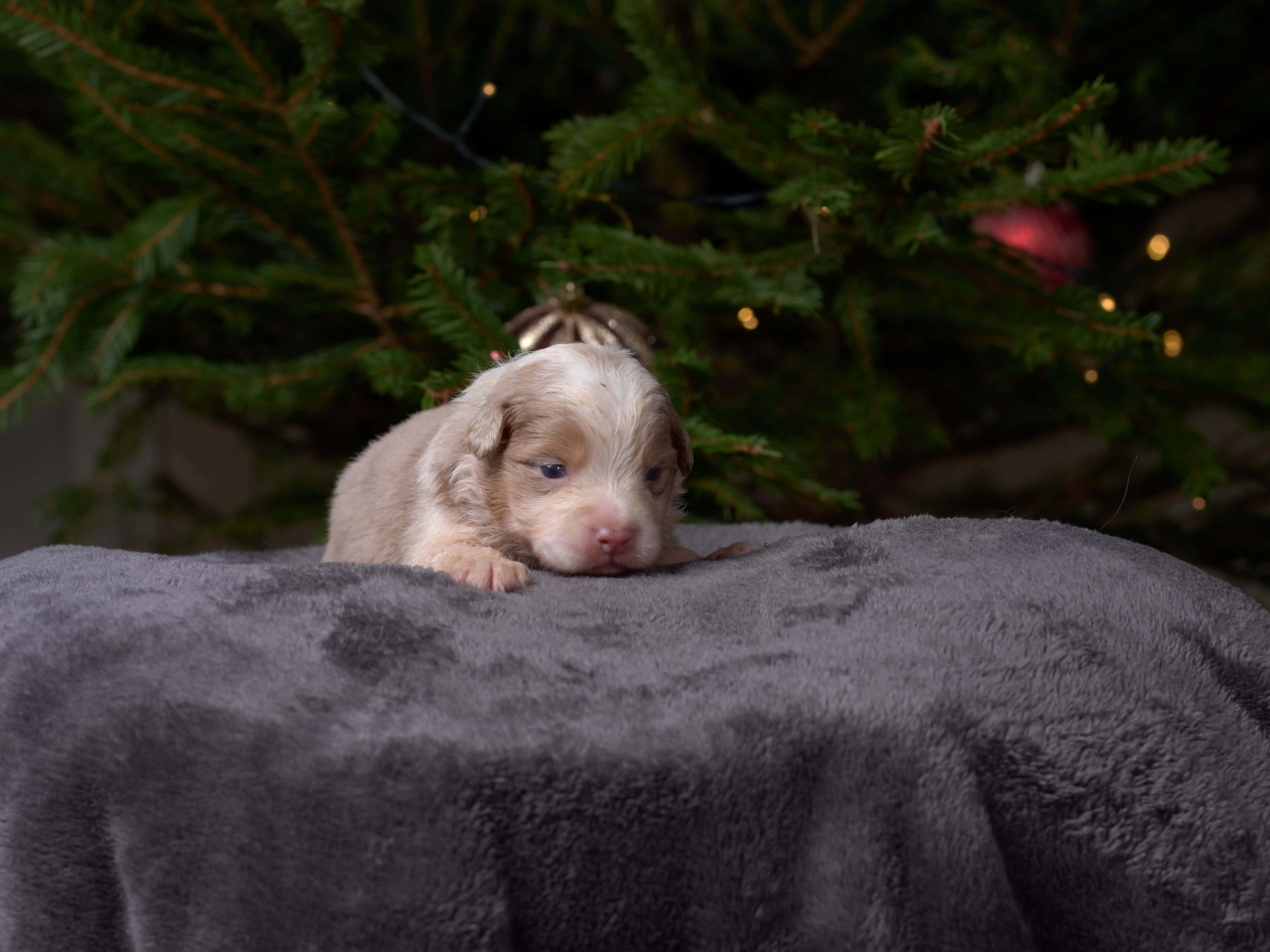Berger Américain Miniature chiot portrait en intérieur — élevage Bloodreina