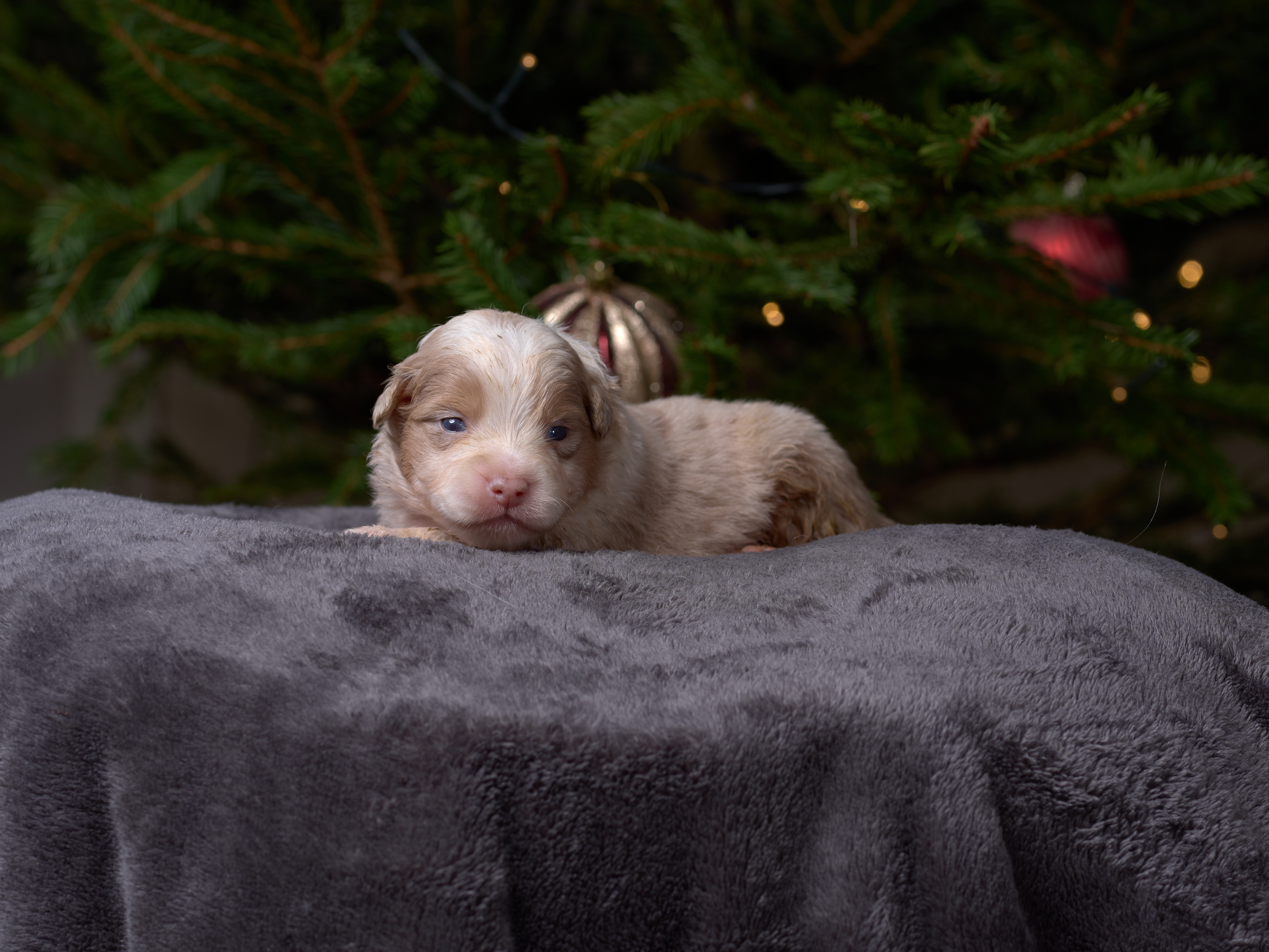 Berger Américain Miniature chiot portrait — élevage Bloodreina