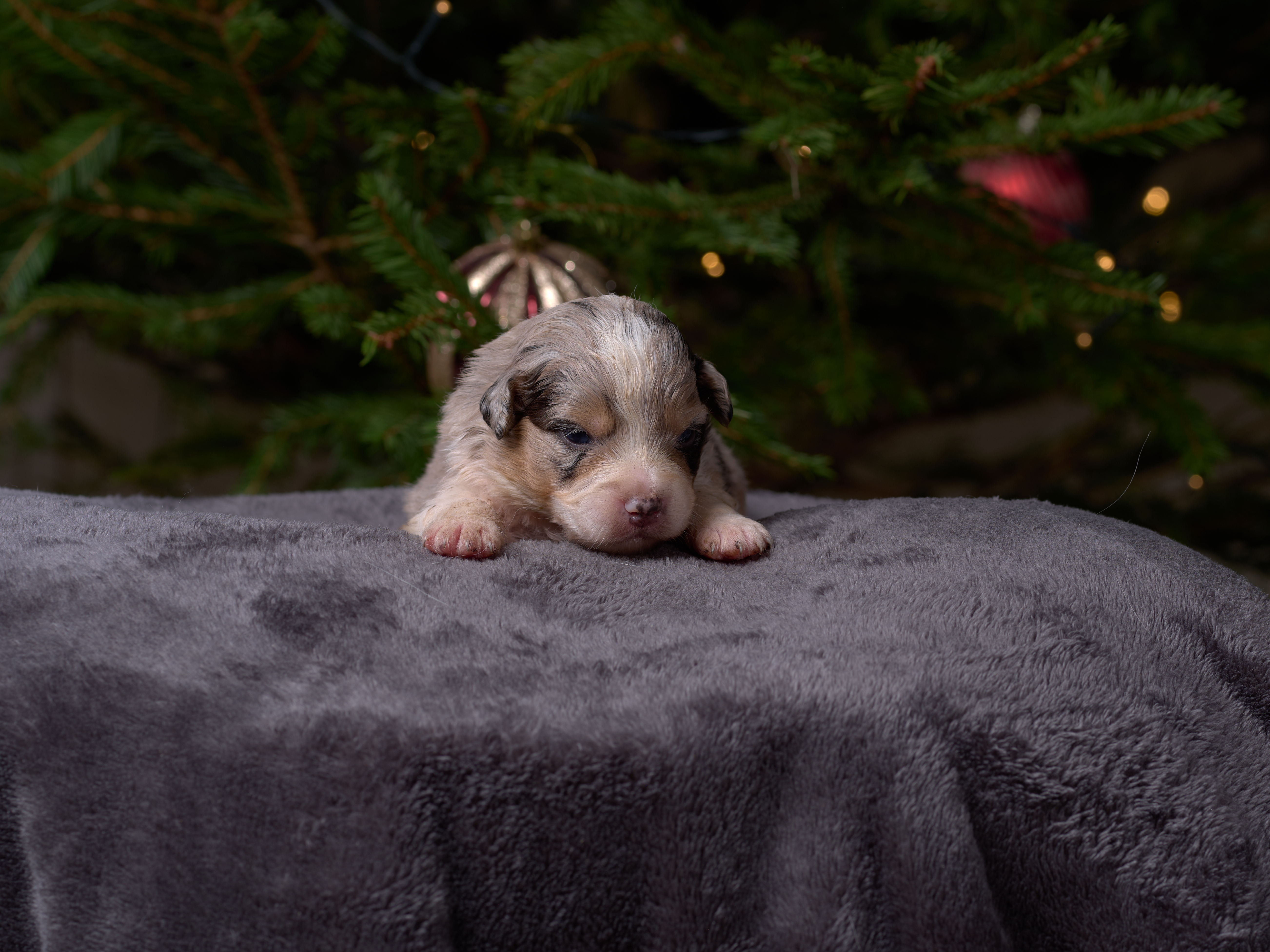 Berger Américain Miniature chiot portrait — élevage Bloodreina