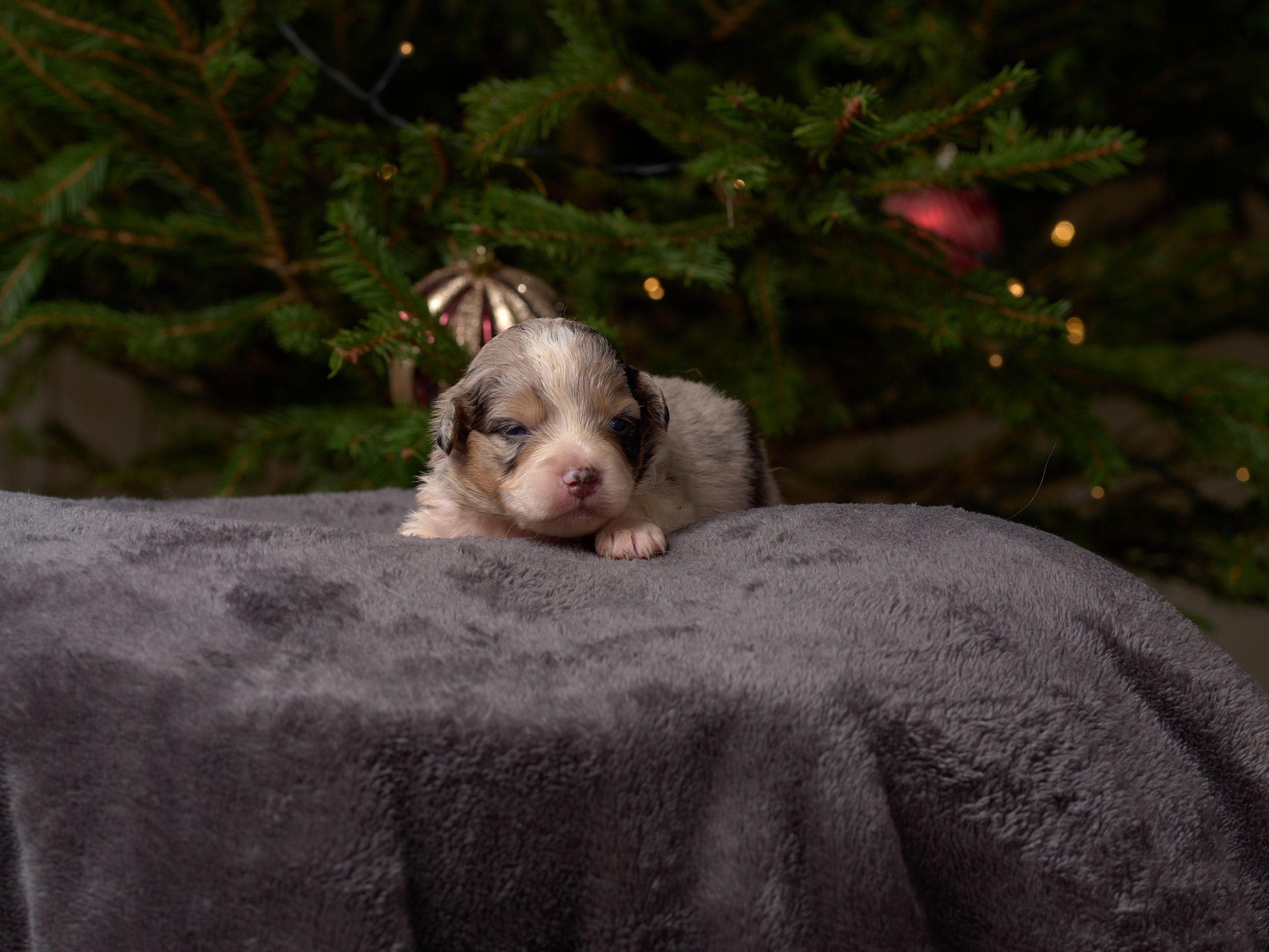 Berger Américain Miniature chiot portrait — élevage Bloodreina