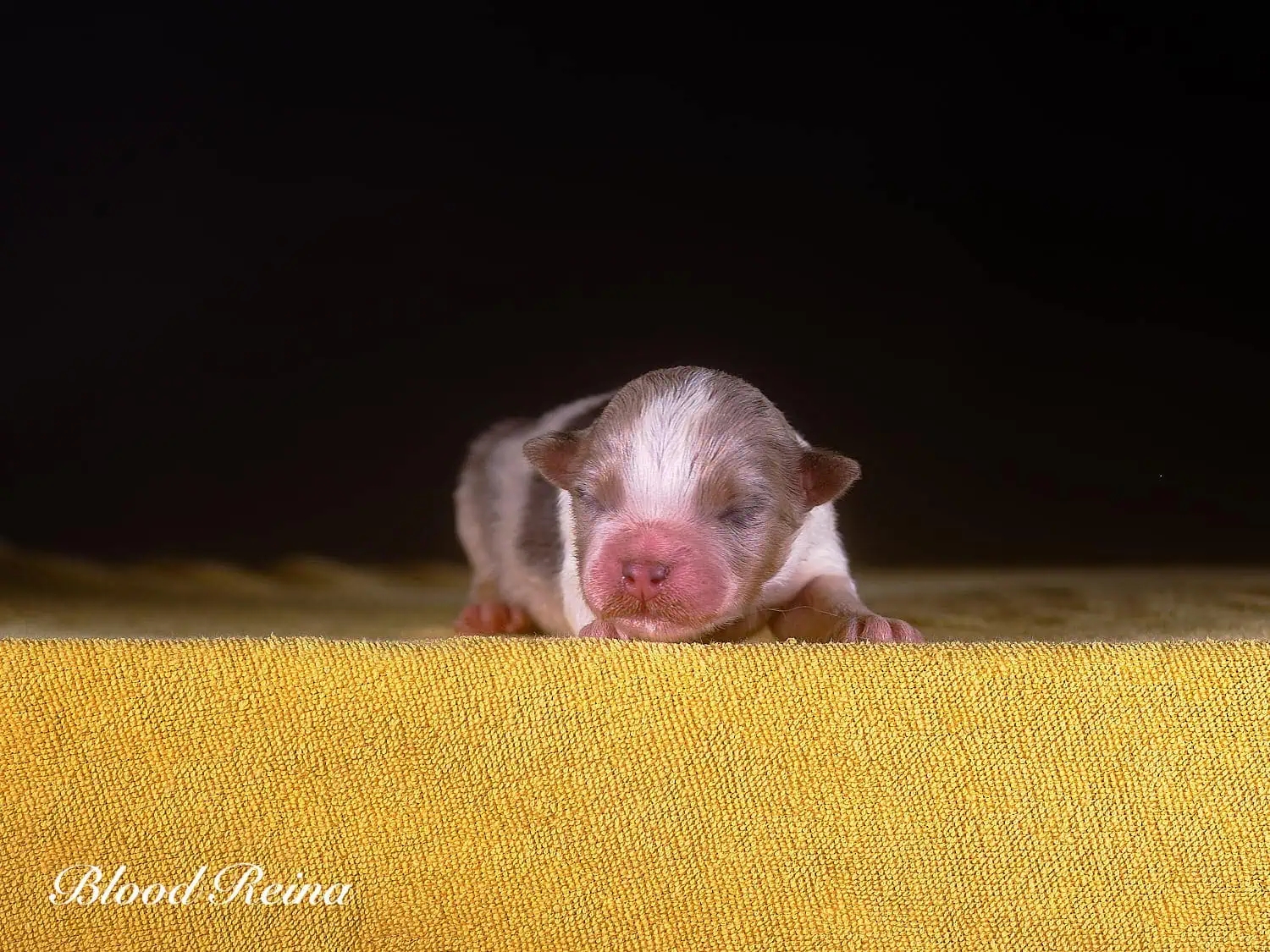 Berger Américain Miniature chiot portrait — élevage Bloodreina
