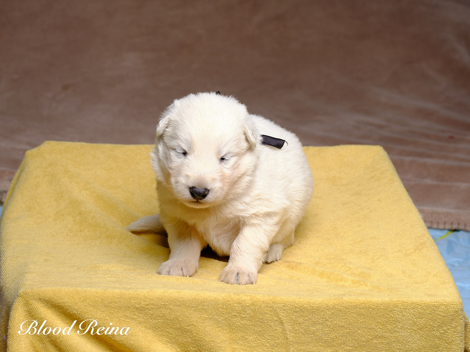 Chiot Berger Blanc Suisse Bloodreina - photo 9