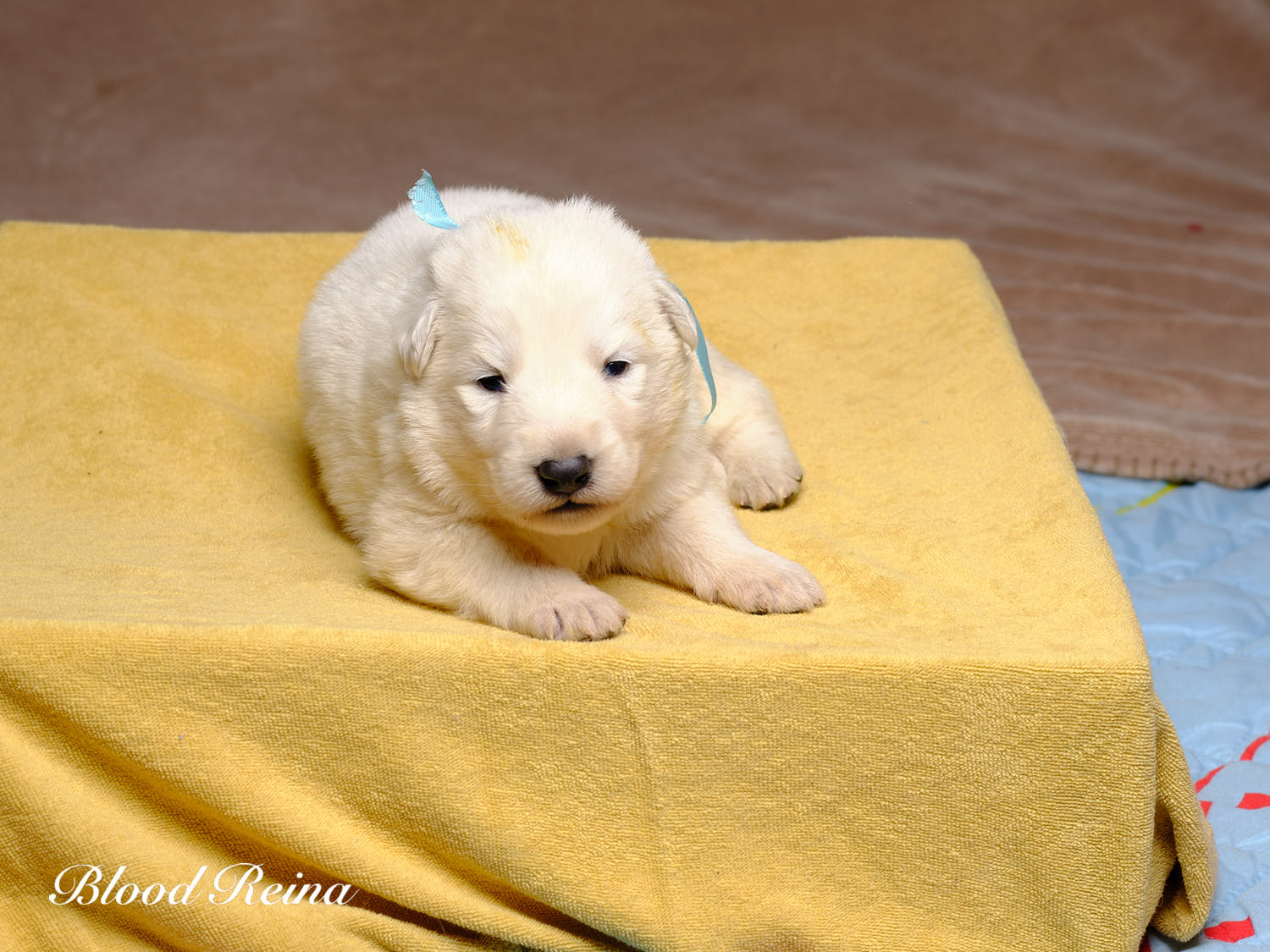 Berger Blanc Suisse Ariège, élevage Bloodreina — photo 2