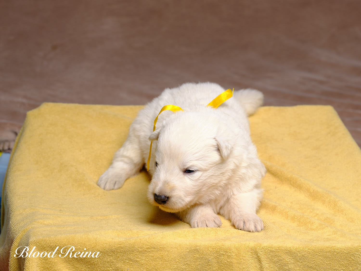 Chiot Berger Blanc Suisse Bloodreina - photo 15