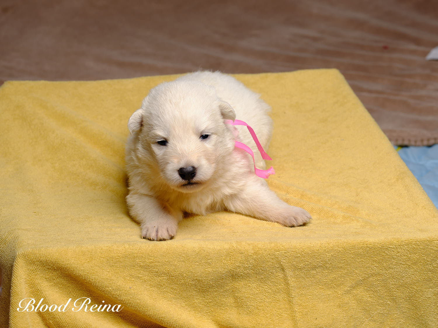Chiot Berger Blanc Suisse Bloodreina - photo 5