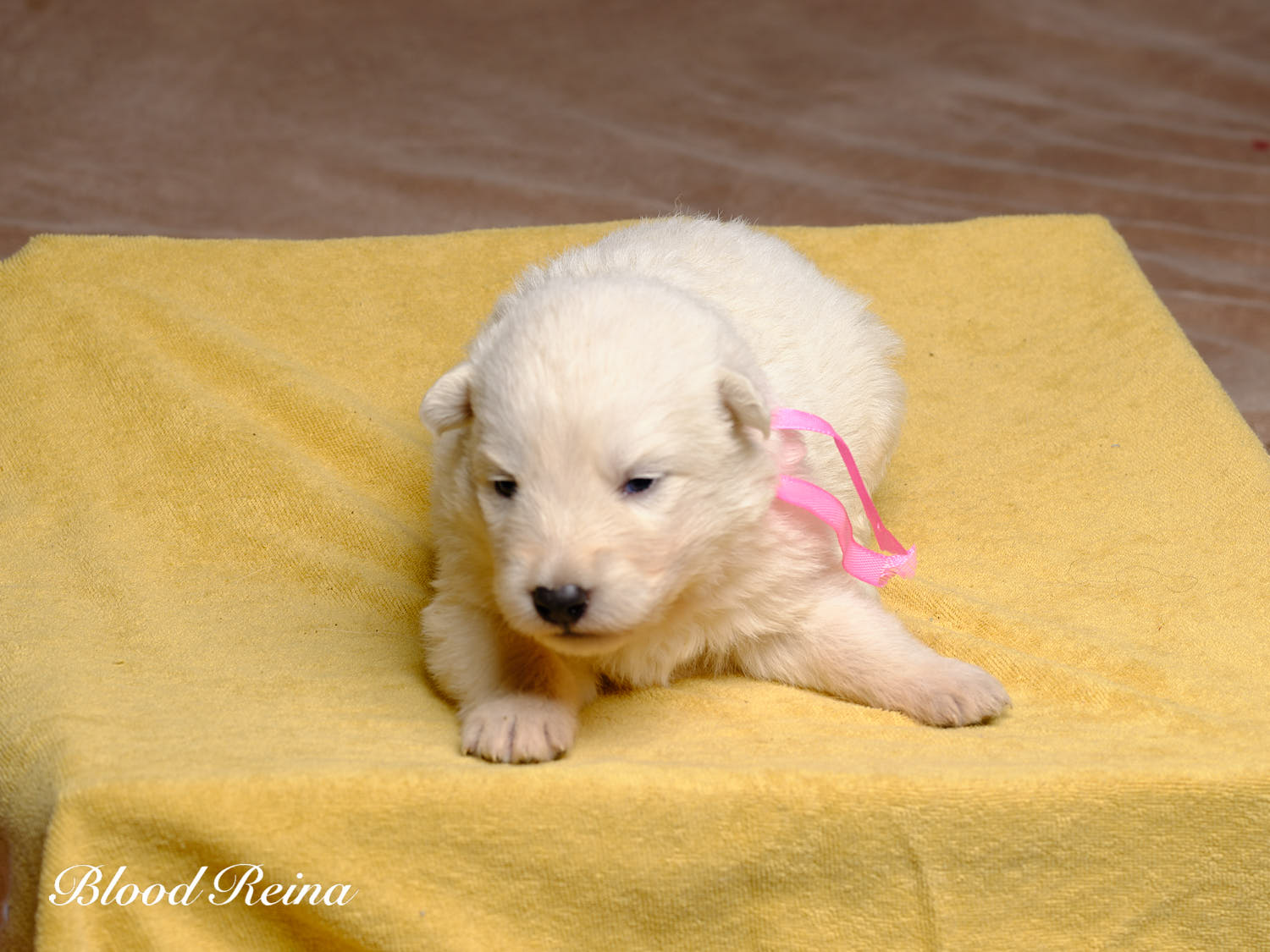 Chiot Berger Blanc Suisse Bloodreina - photo 4