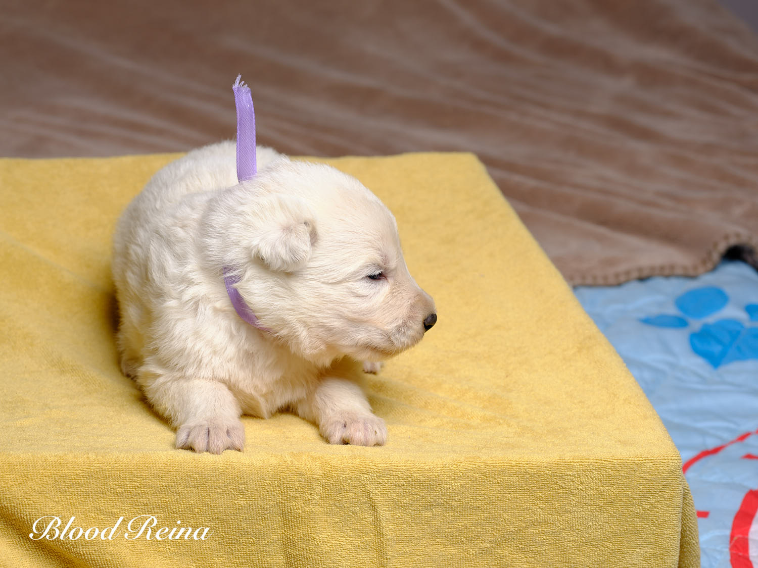 Berger Américain Miniature chiot portrait — élevage Bloodreina