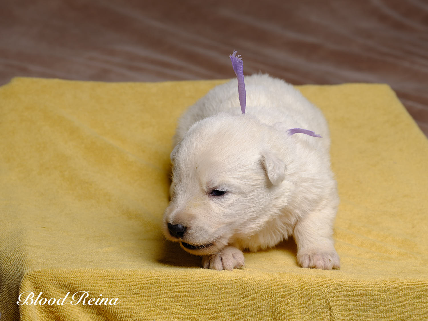 Berger Blanc Suisse Grand Est, élevage Bloodreina — photo 4