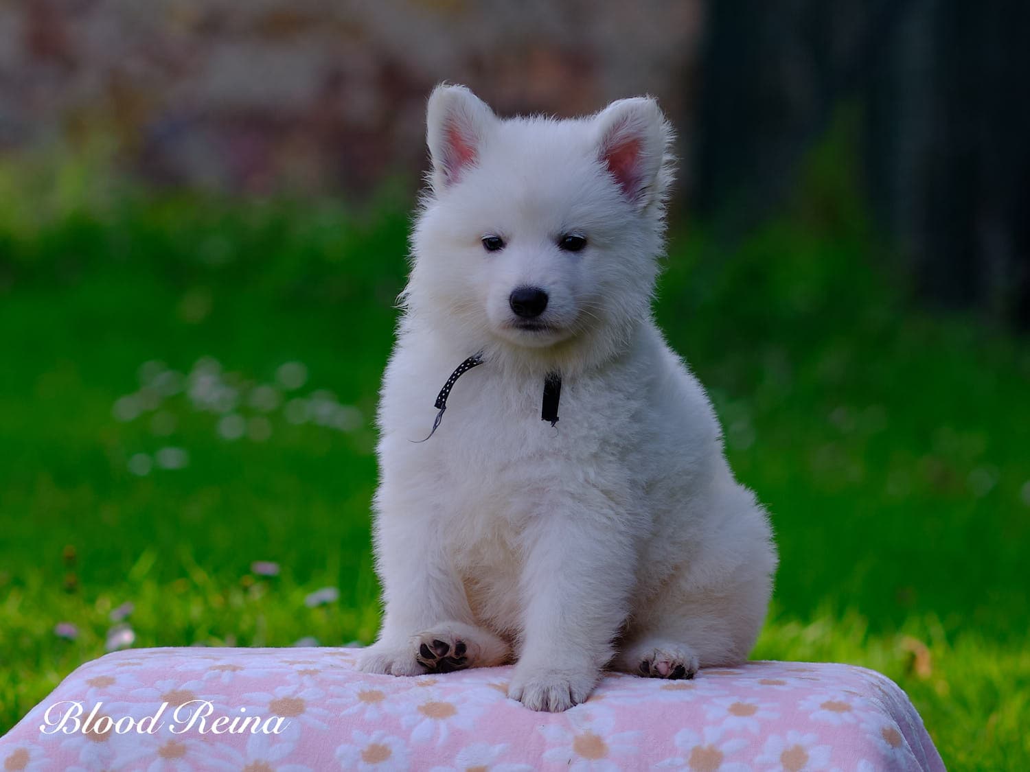 Barakah, chiot Berger Blanc Suisse