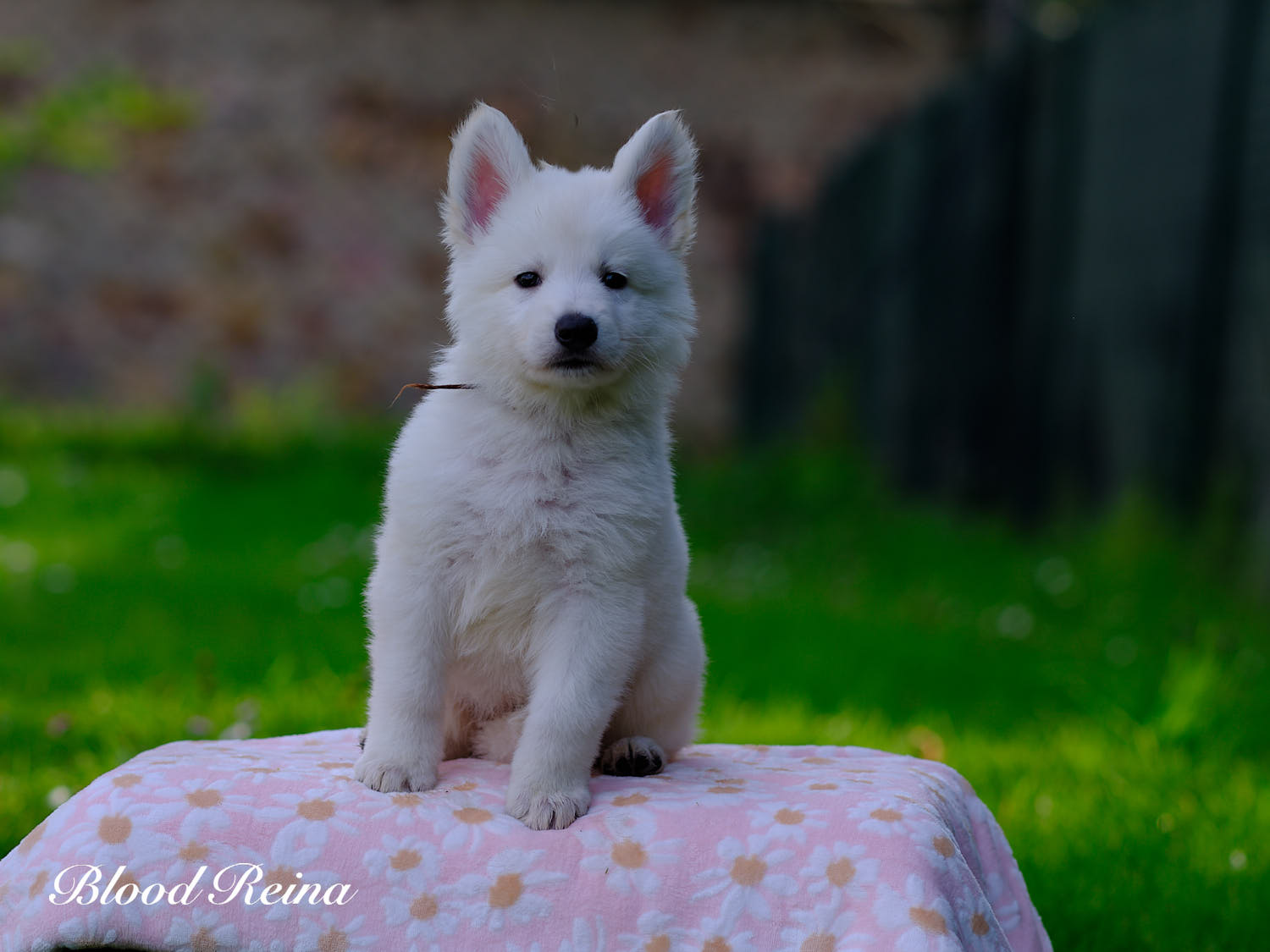 NUUK, chiot Berger Blanc Suisse