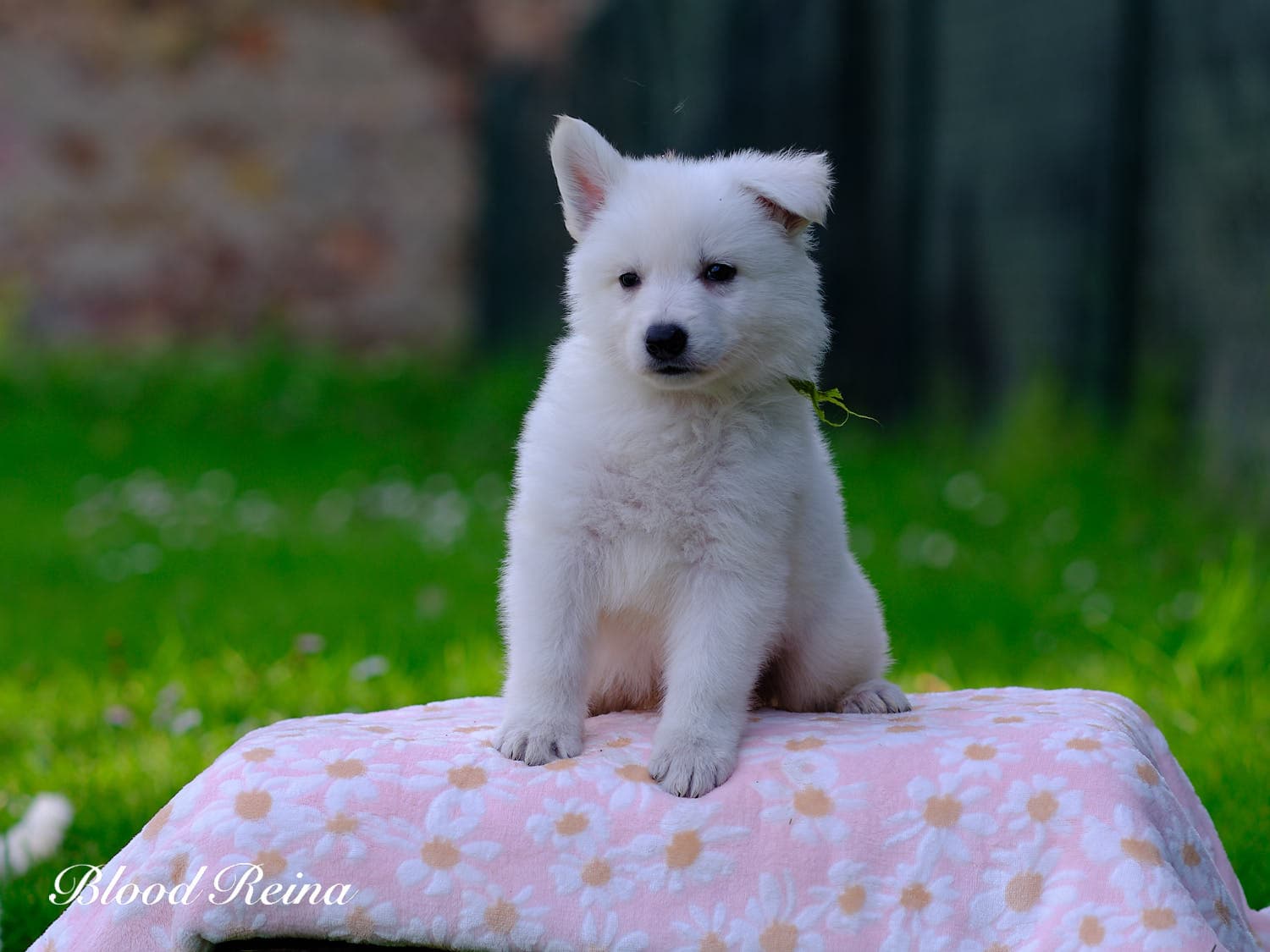 Bingo, chiot Berger Blanc Suisse